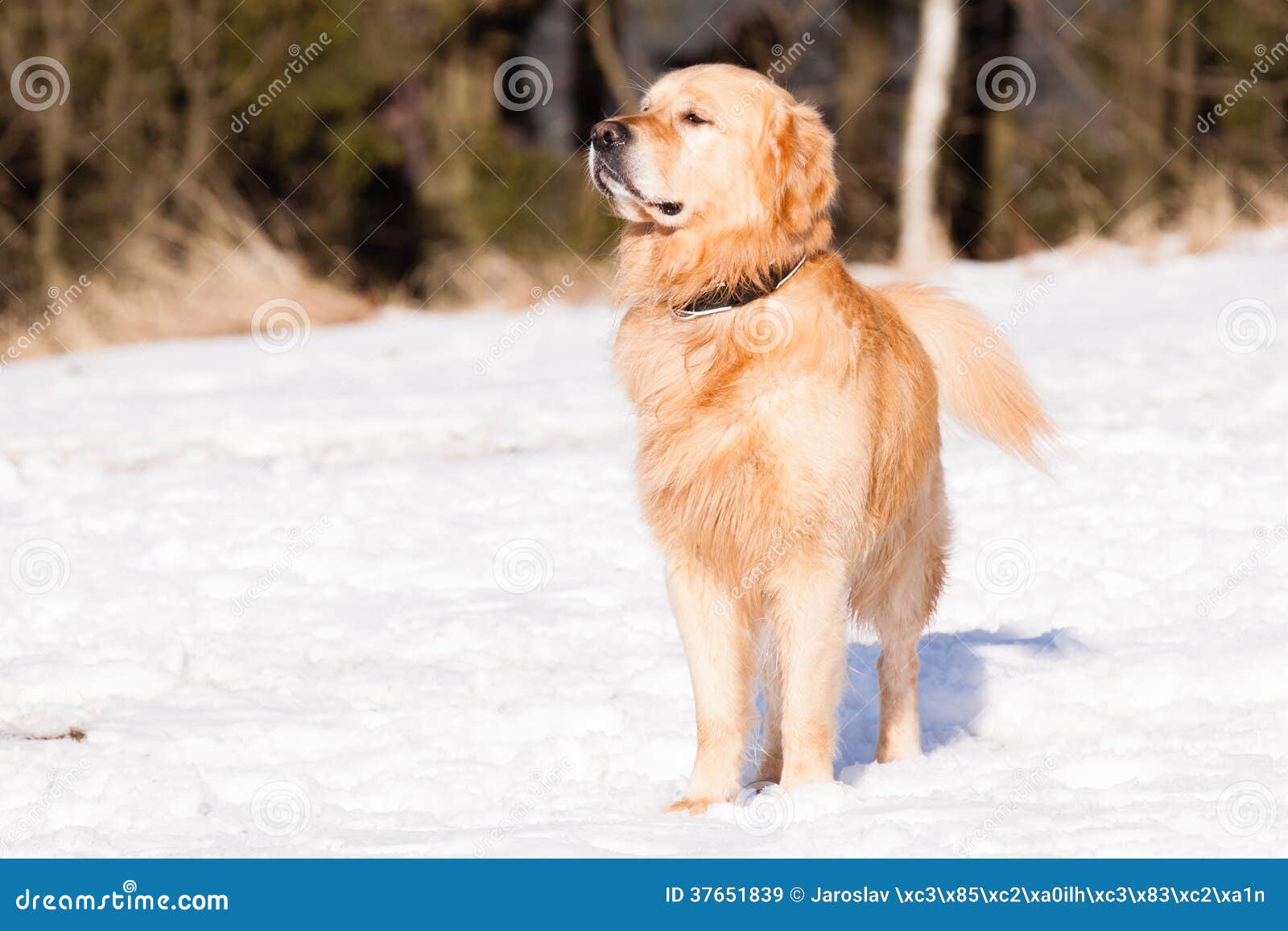 Golden Retriever in winter stock image. Image of happy 37651839