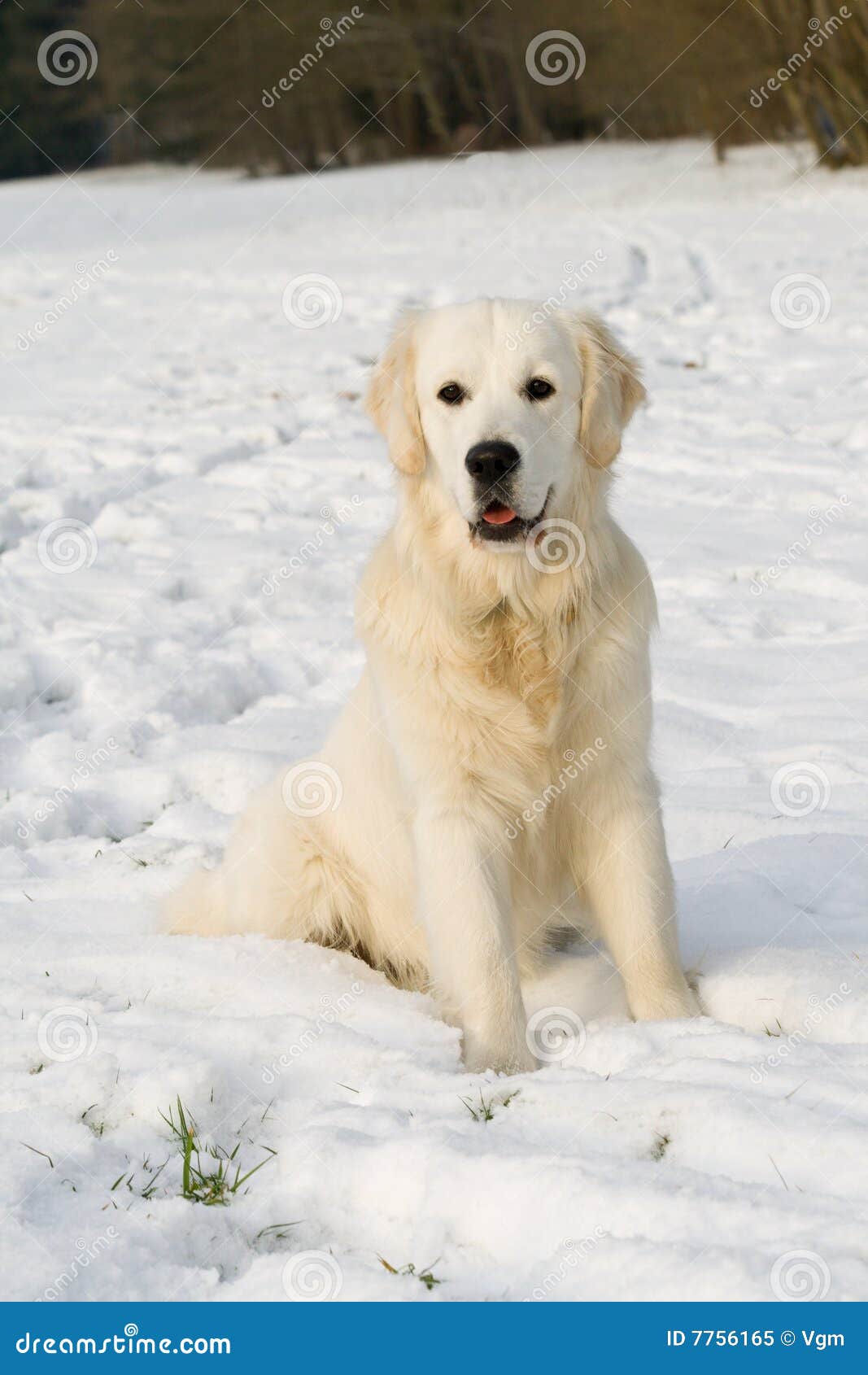 Golden retriever in winter stock image. Image of companion 7756165