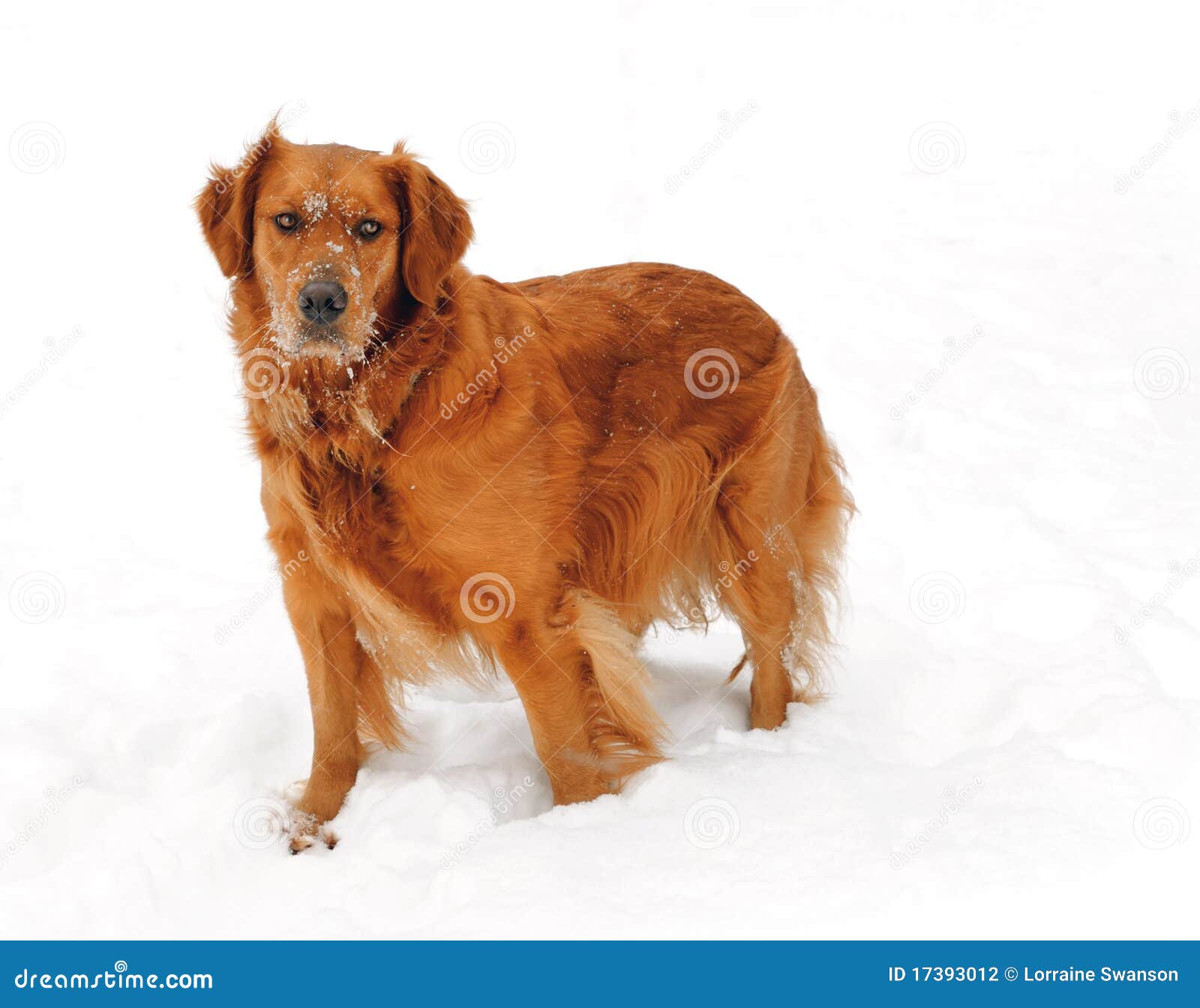 Golden Retriever in Winter Snow Stock Photo Image of golden, bred