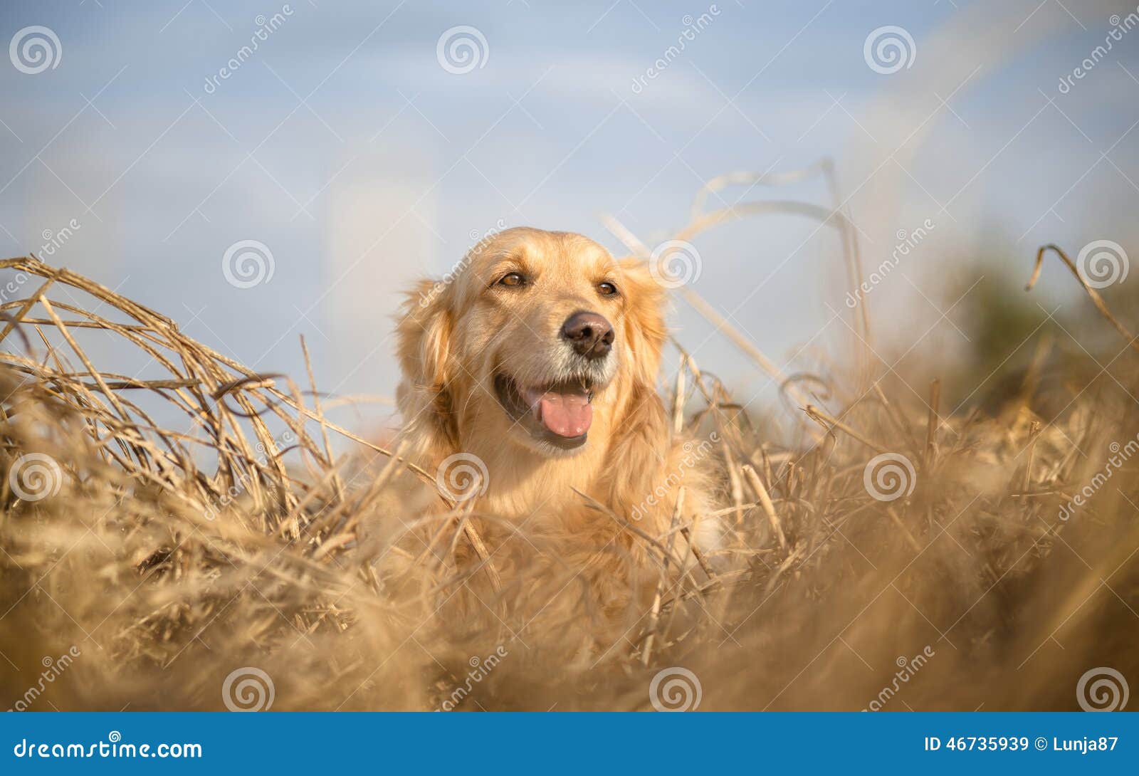 Golden Retriever in Yellow Grass Stock Image Image of smiling, meadow