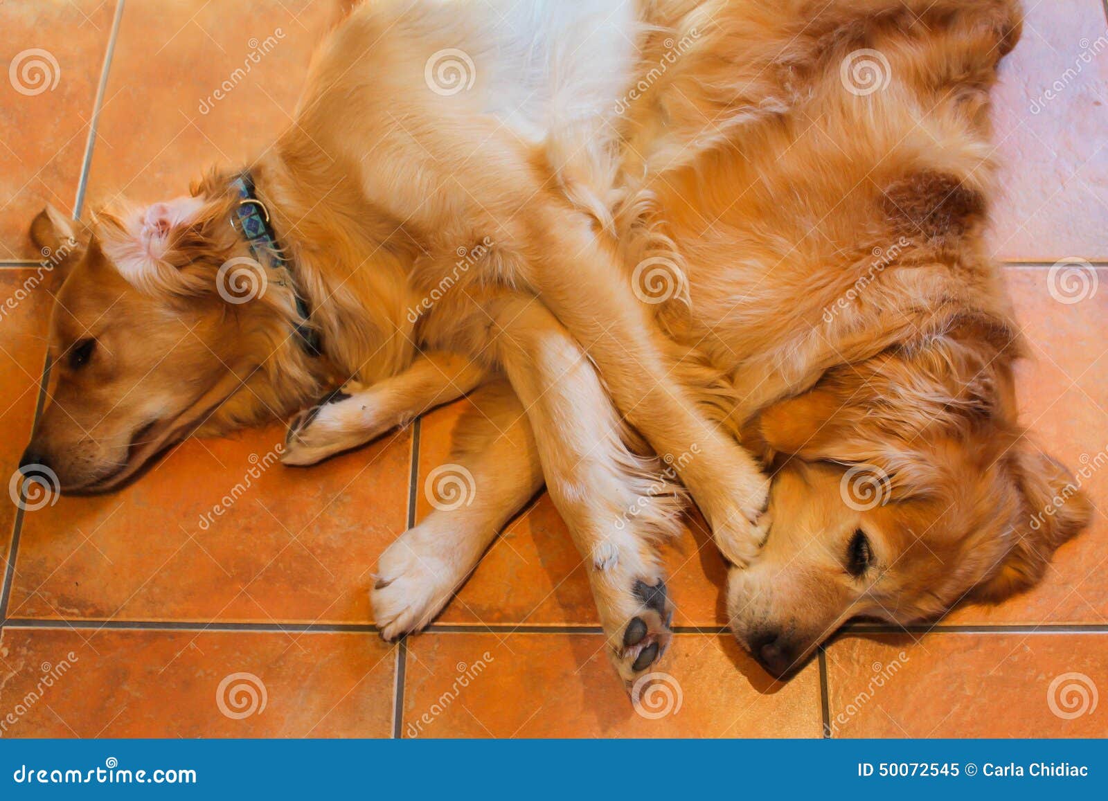 Golden retrievers stock image. Image of together, retrievers 50072545