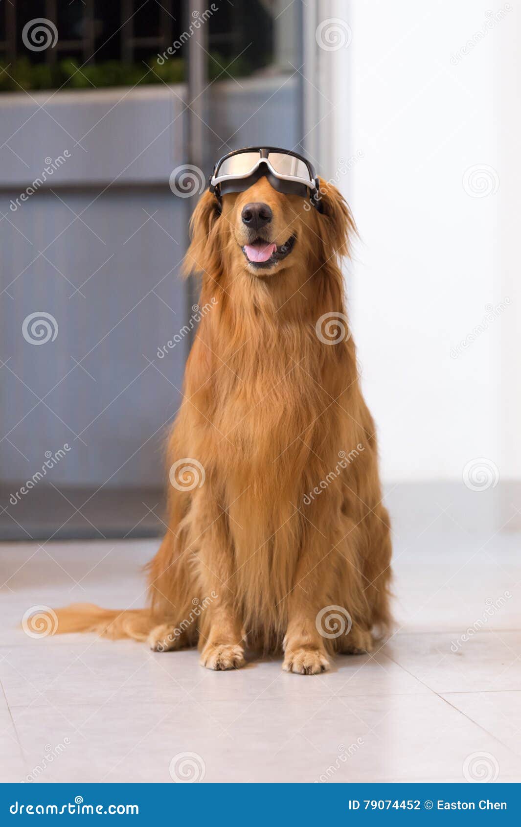 Golden Retrievers Wearing Goggles Stock Photo Image of hair, indoor 79074452
