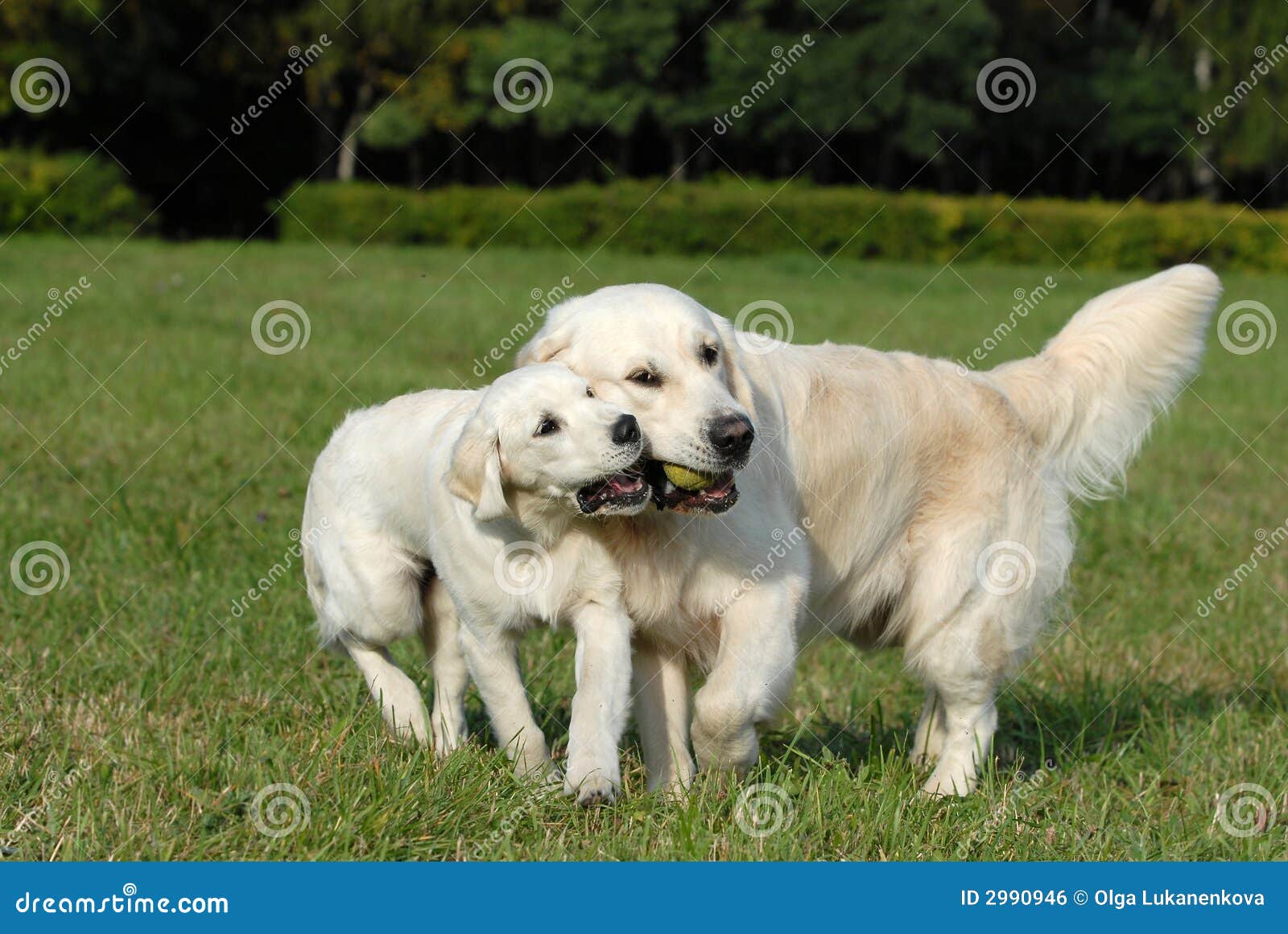 Golden retriver. Labrador retriver. best of breed