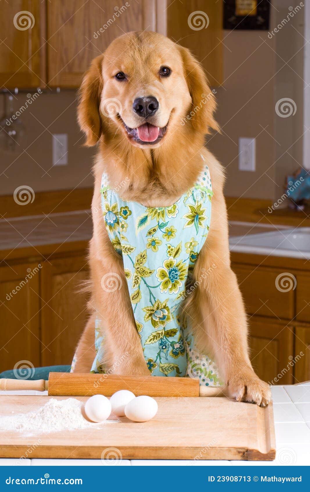 Golden Retriver Baking in a Kitchen Stock Image Image of food