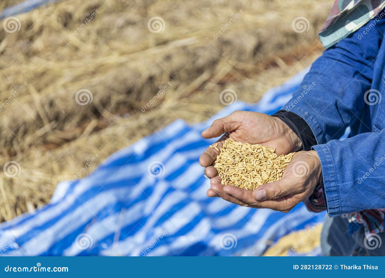 Golden rice paddy stock photo. Image of green, agricultural 282128722