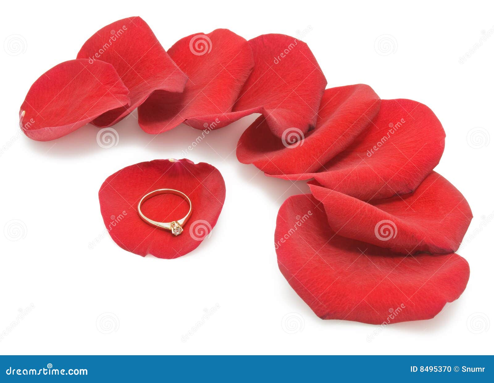 Golden Ring on Petals of Rose Stock Photo Image of white, petals 8495370