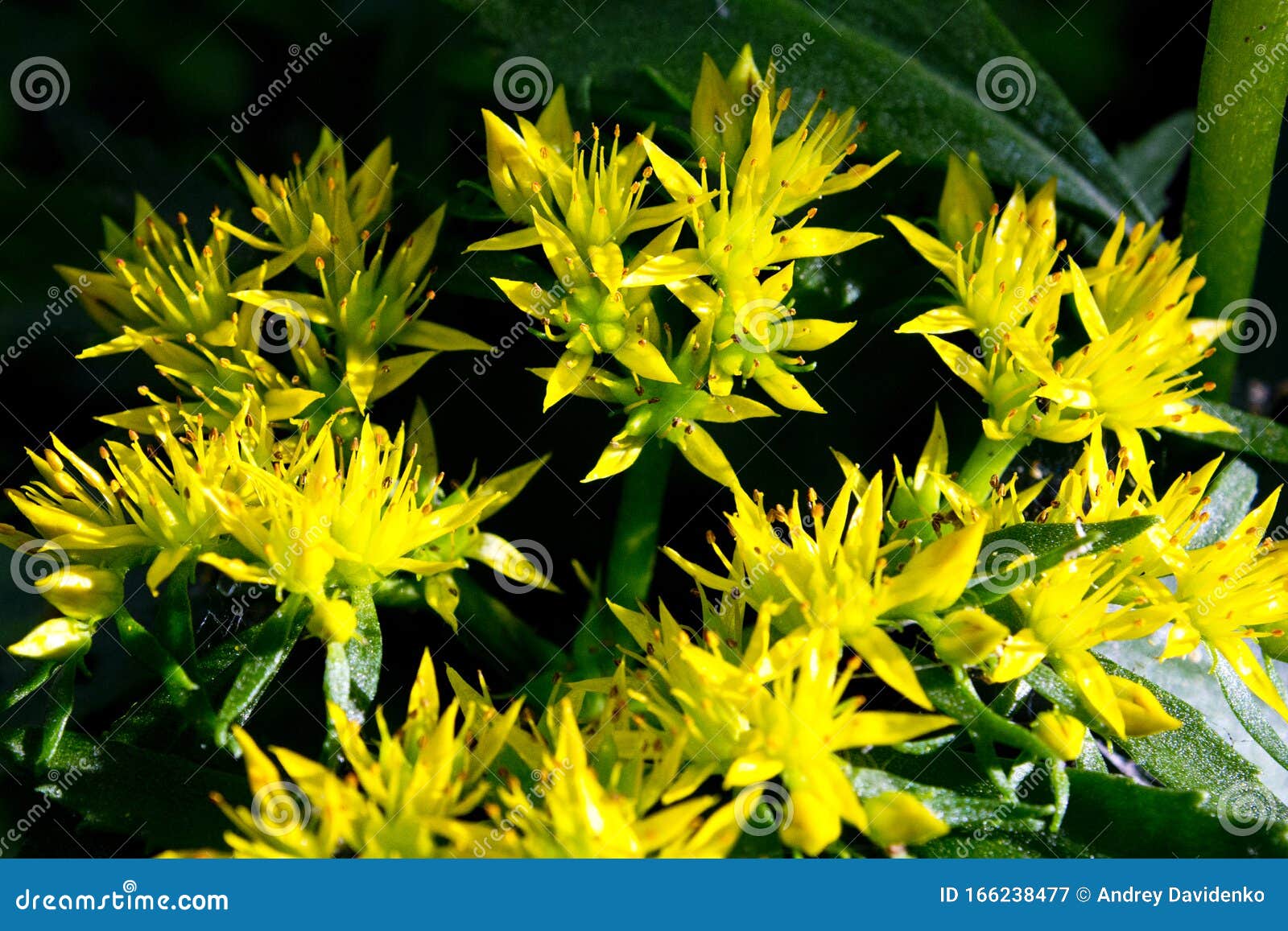 Golden Root Medicinal Plant Stock Image - Image of flower, medicinal ...
