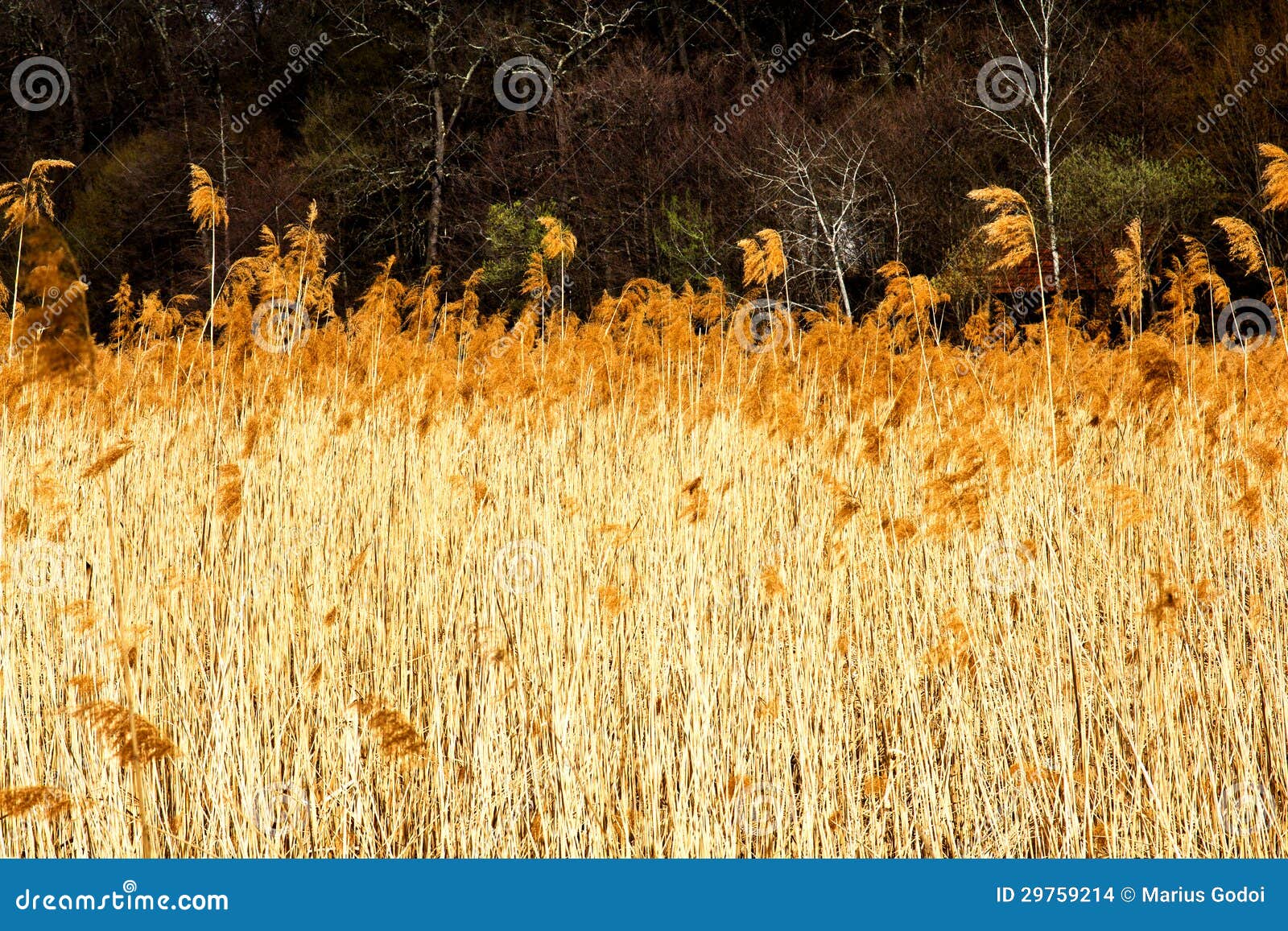 Dried Rush Field Stock Photo Image Of Plant Yellow Dried Rush Field Stock Photo Image Of Plant Yellow
