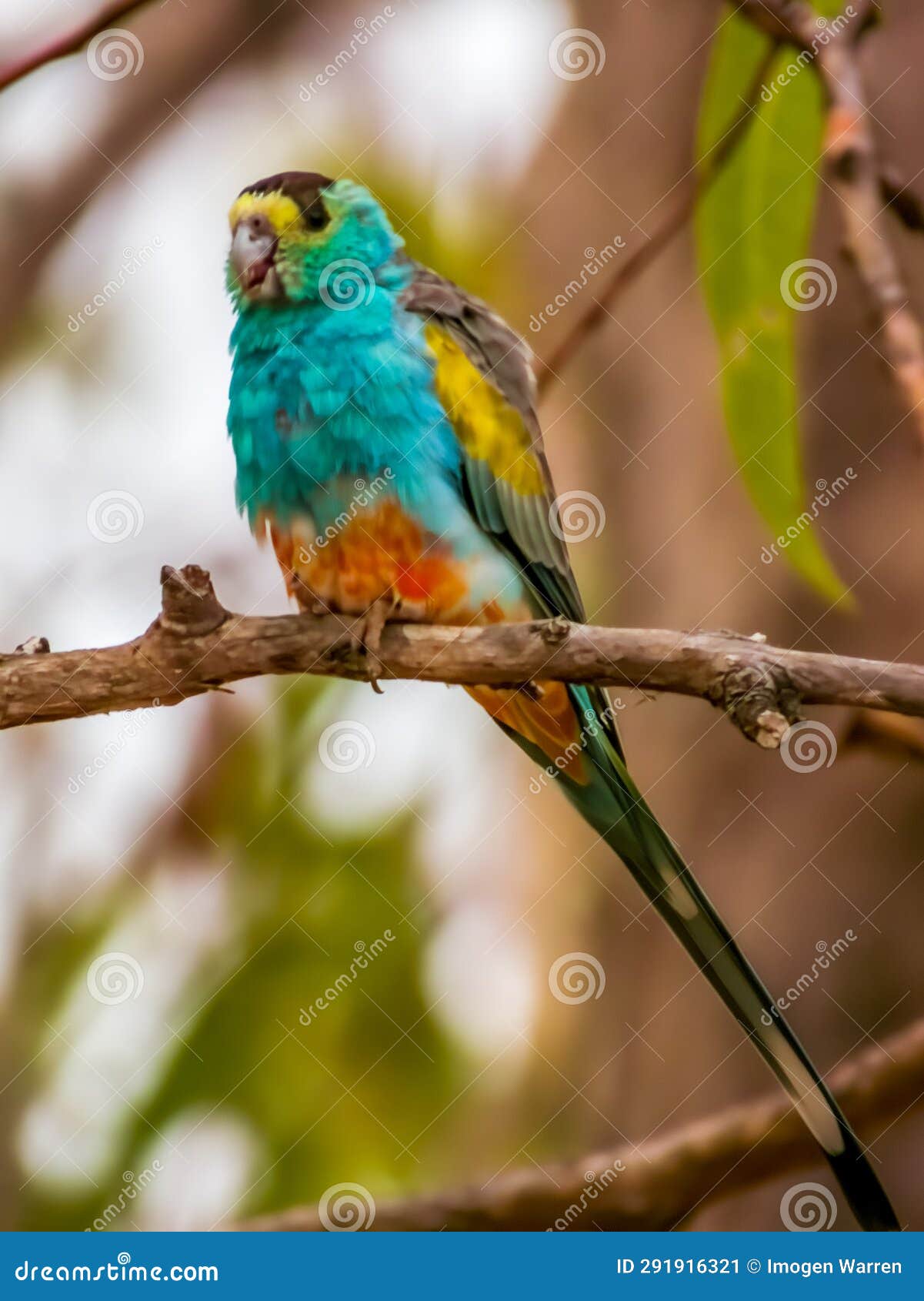 golden-shouldered parrot in queensland australia