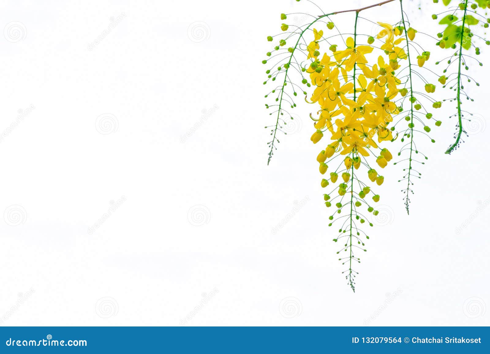 golden shower flowers , cassia fistulosa tree flowers , summer f