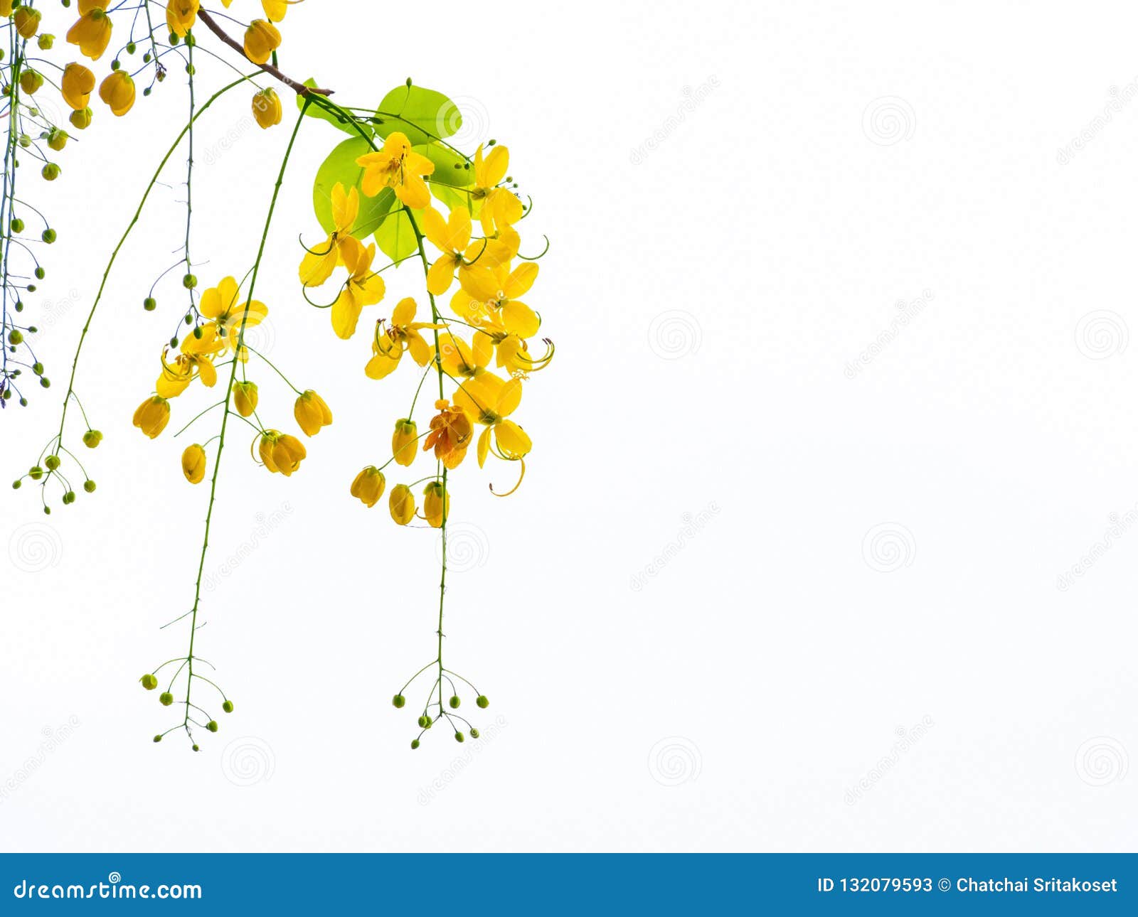 golden shower flowers , cassia fistulosa tree flowers, summer fl