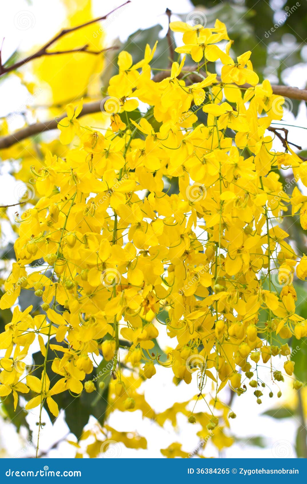 Golden shower flowers