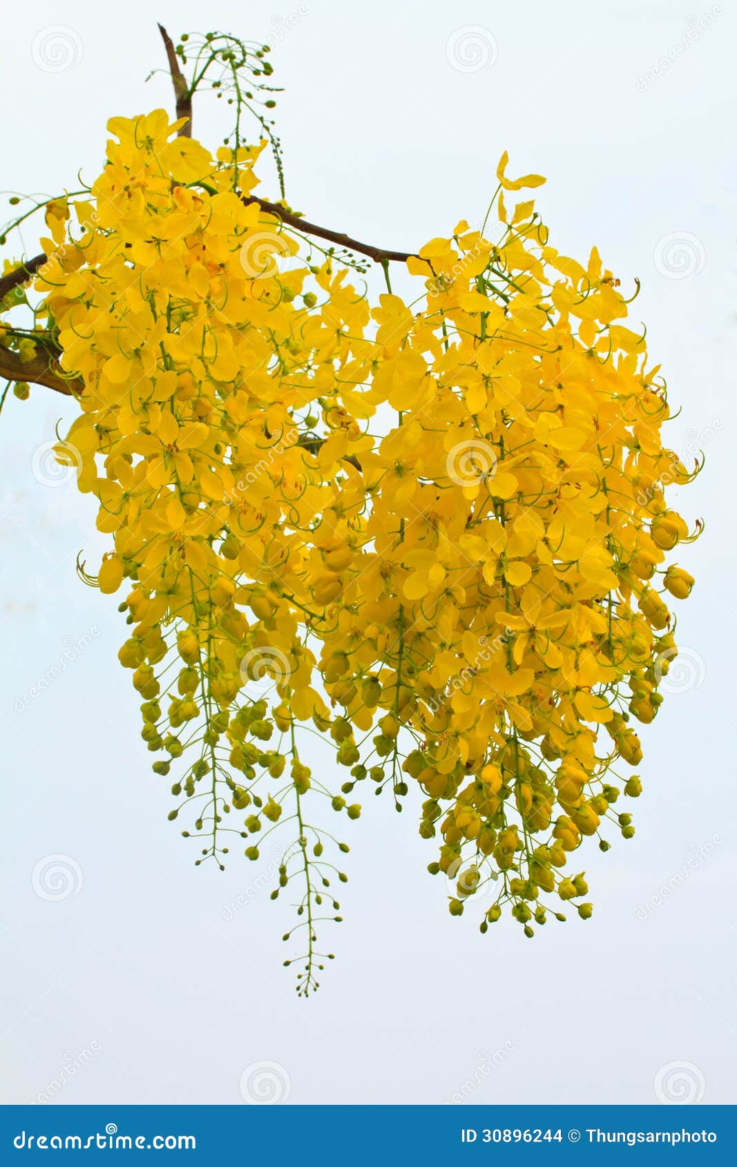 Golden shower flowers