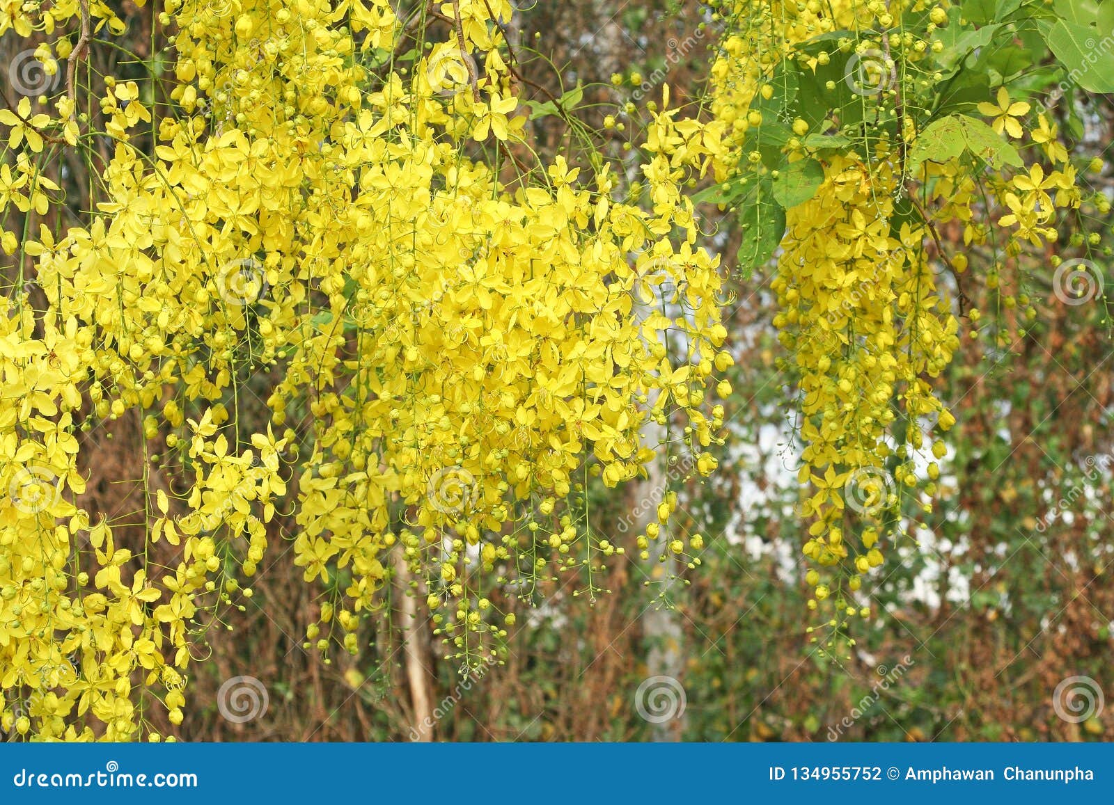 Cassia Fistula  Golden Shower Flower on White Background Vector  Illustration Stock Vector Image  Art  Alamy