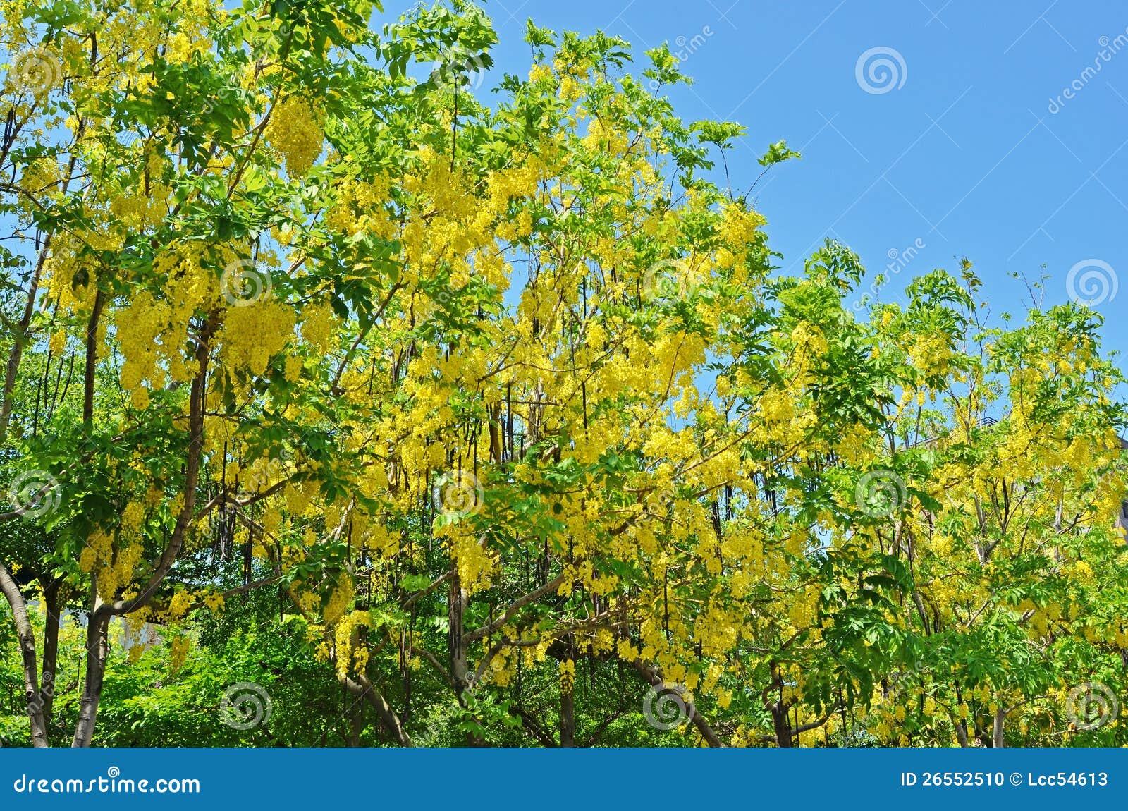 Golden Shower Tree stock photo. Image of bloom, plant 26552510