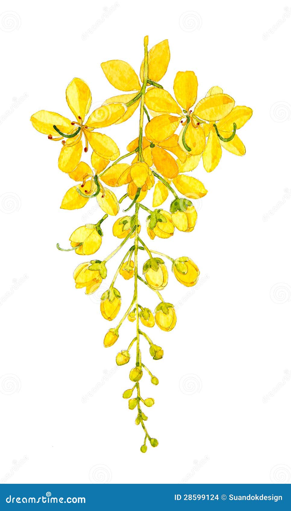 Golden Shower Or Cassia Fistula Flower Vintage Royalty-Free Stock Photo ...