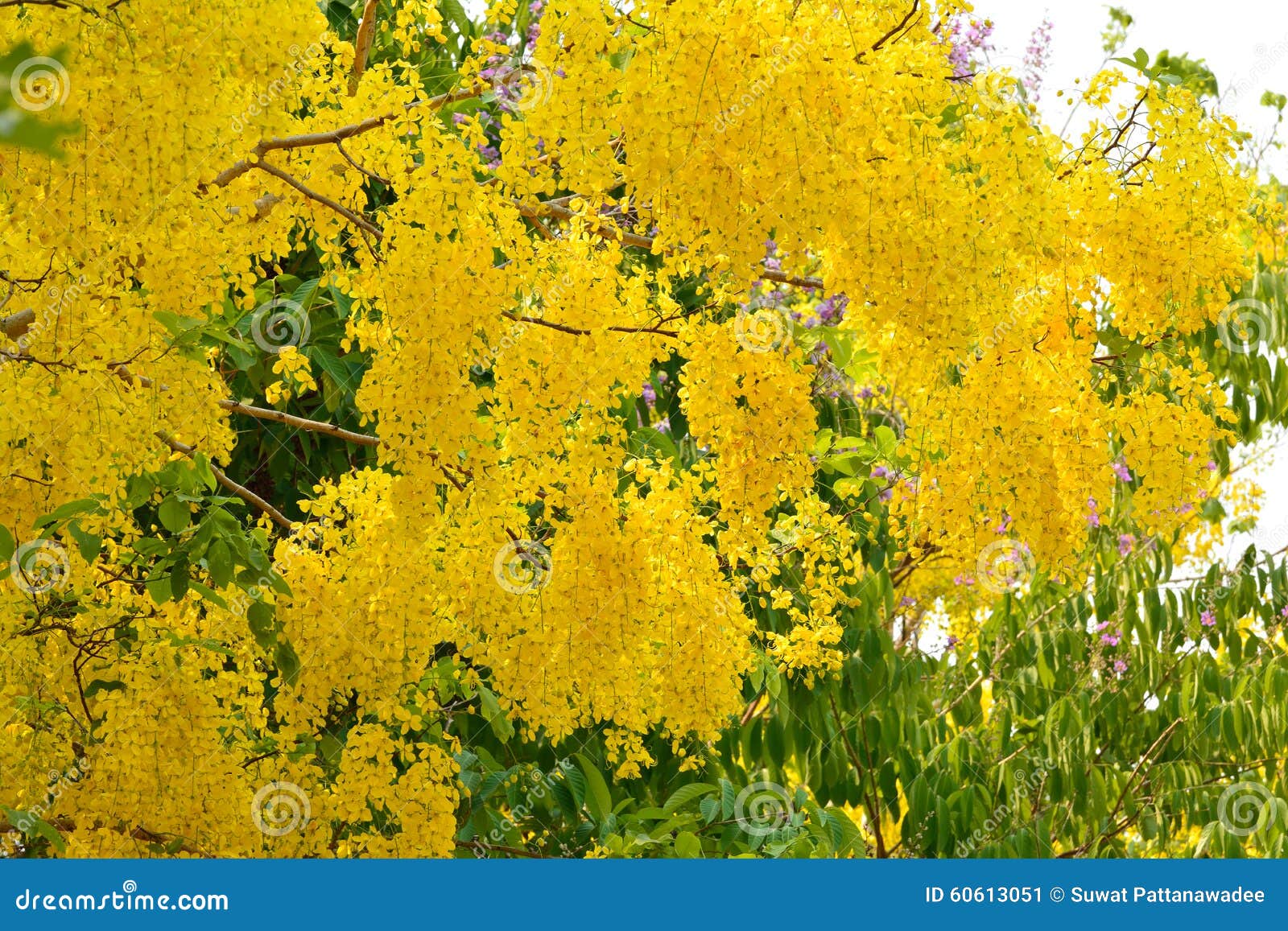 Golden Shower Tree stock image. Image of background, outdoor 60613051