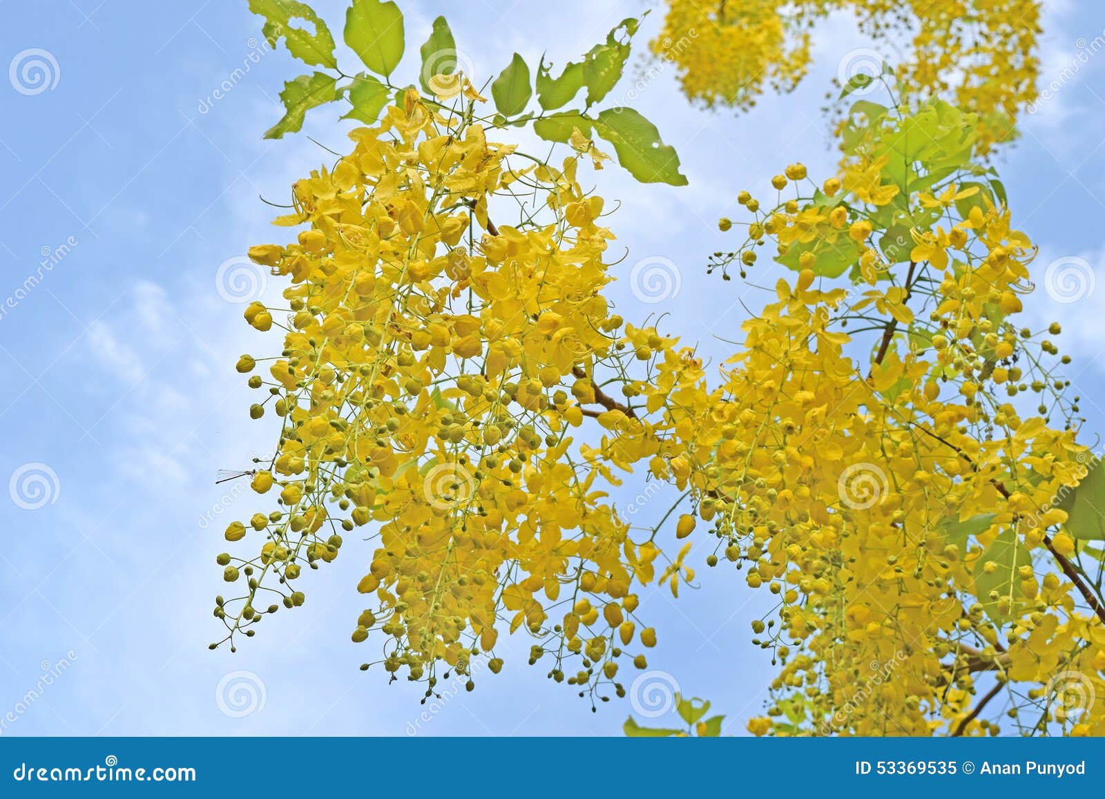Golden Shower Flowers Stock Photos and Pictures - 26,613 Images |  Shutterstock