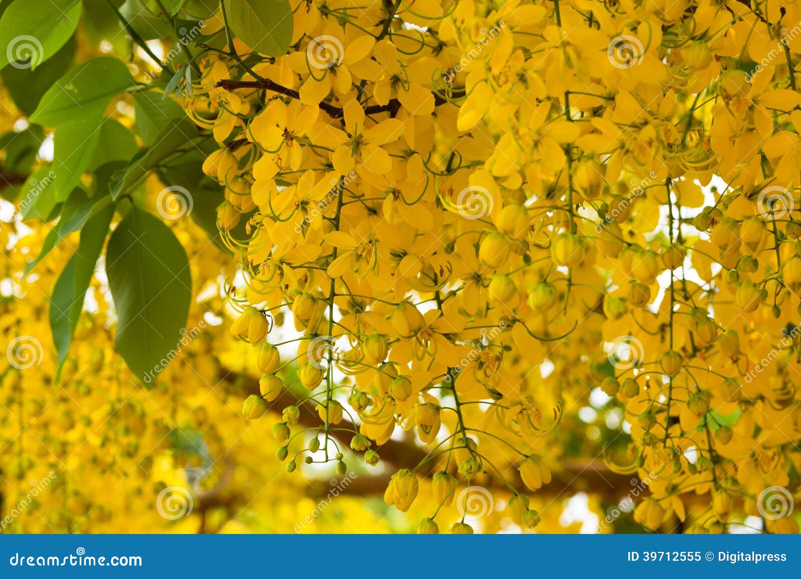 Golden Shower Tree in Bloom Stock Image - Image of tree, flora: 39712555