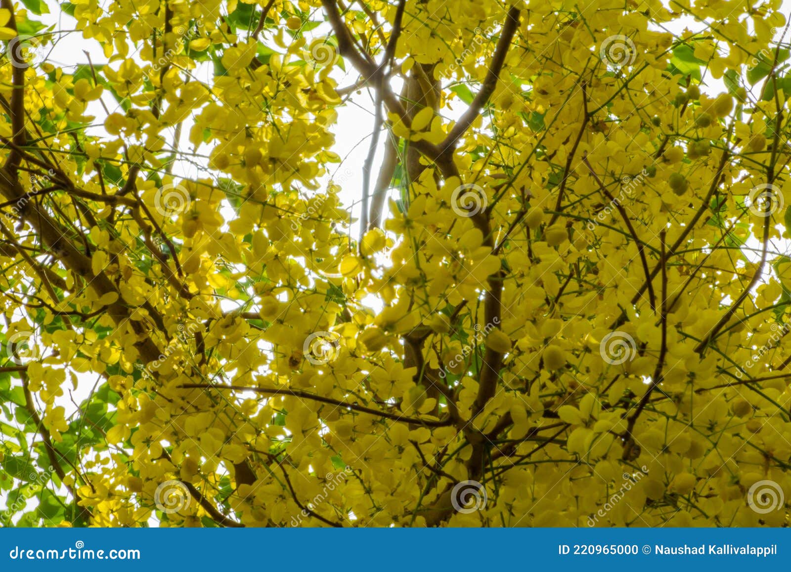Golden Shower Tree in Bloom Stock Photo - Image of detail, cassia: 220965000