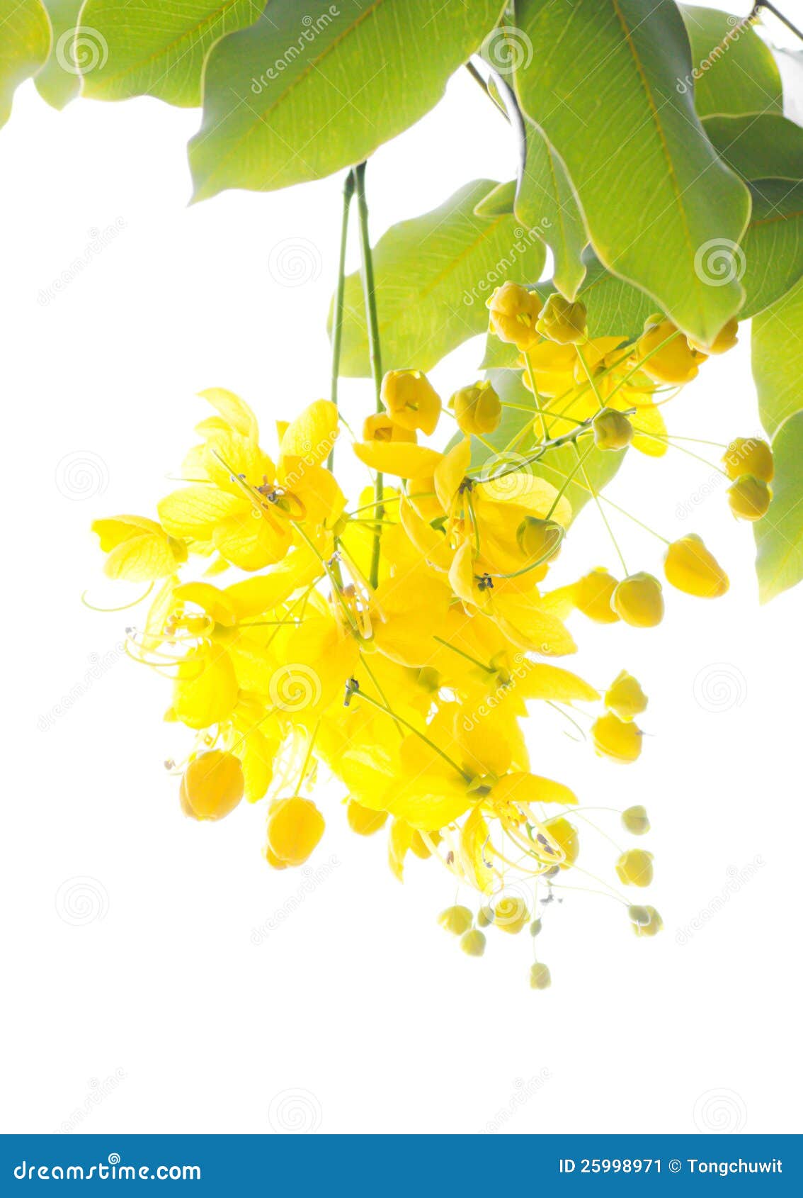 golden shower tree (cassia fistula)