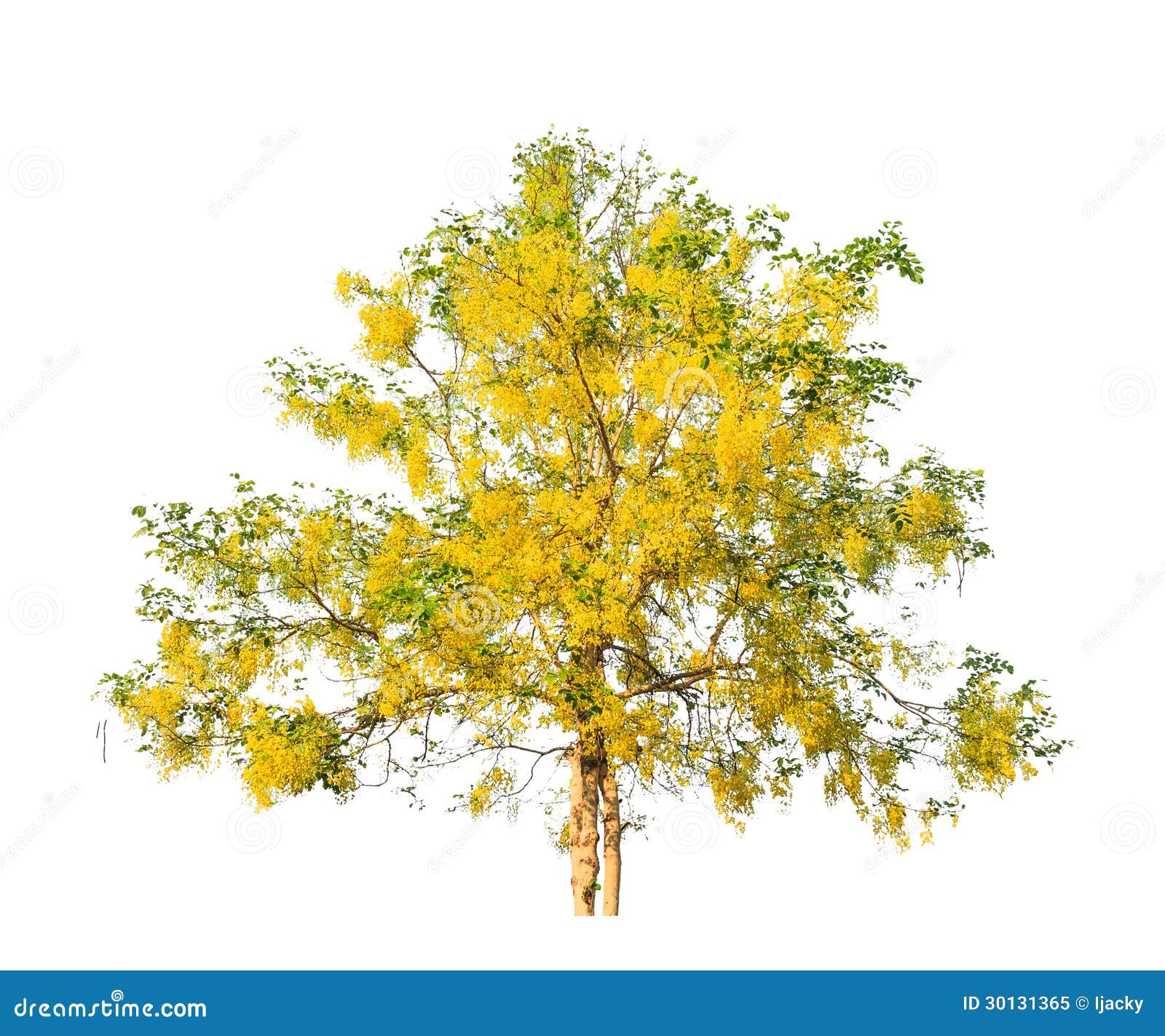 golden shower tree (cassia fistula)