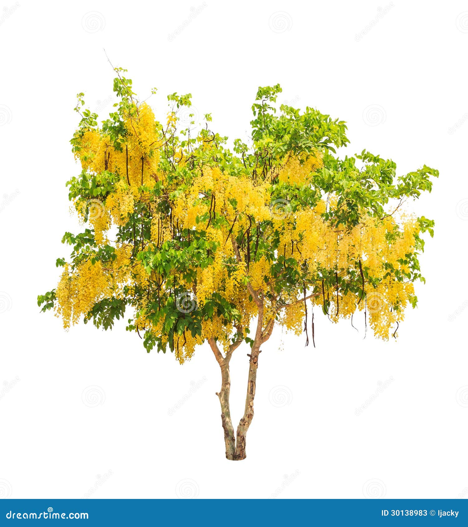golden shower tree (cassia fistula)