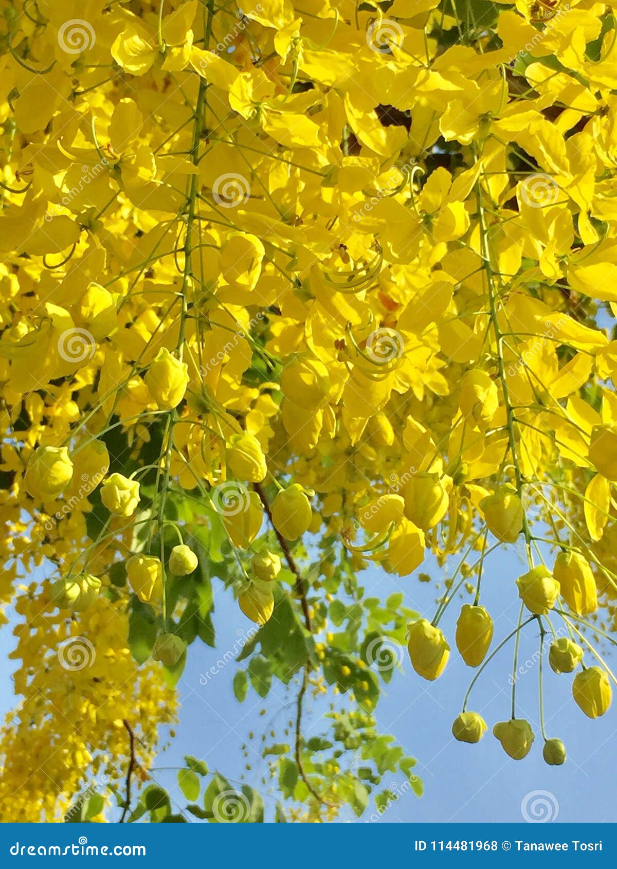 Golden Shower Tree stock photo. Image of national, decoration 114481968