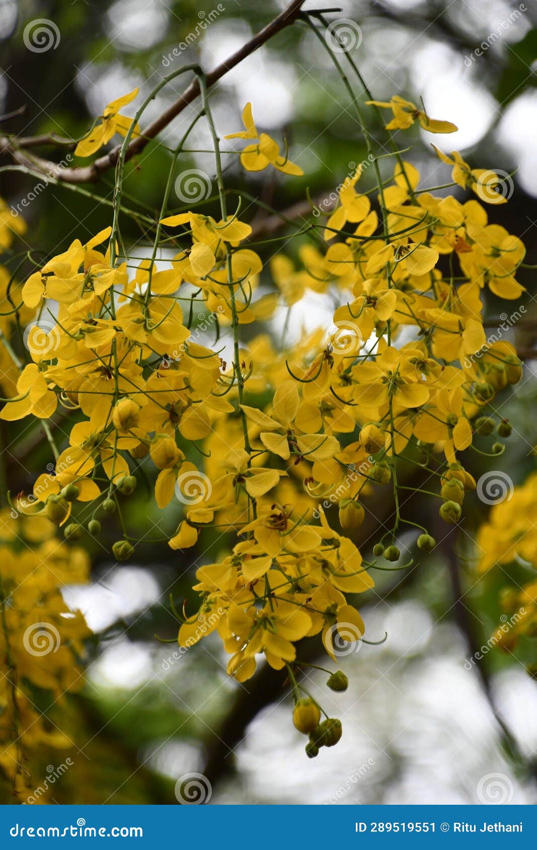A Golden Shower Tree stock image. Image of delicate 289519551