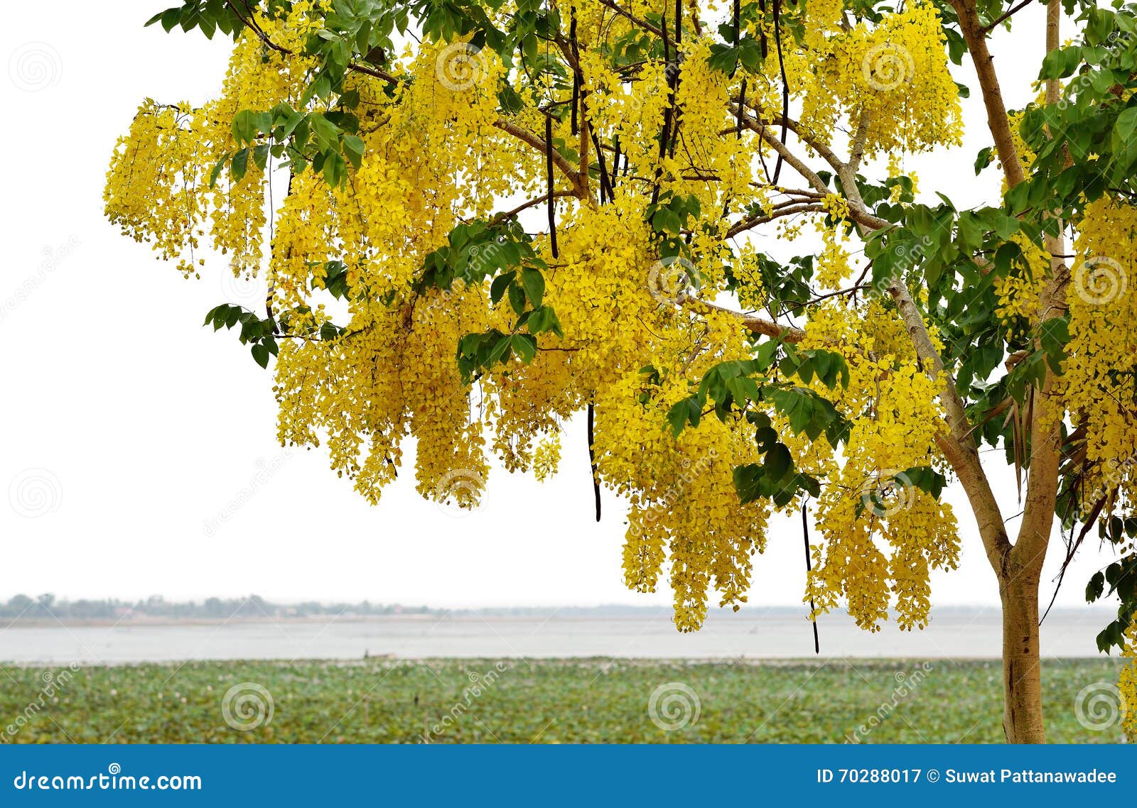 Golden shower tree stock image. Image of petals, fistula 70288017