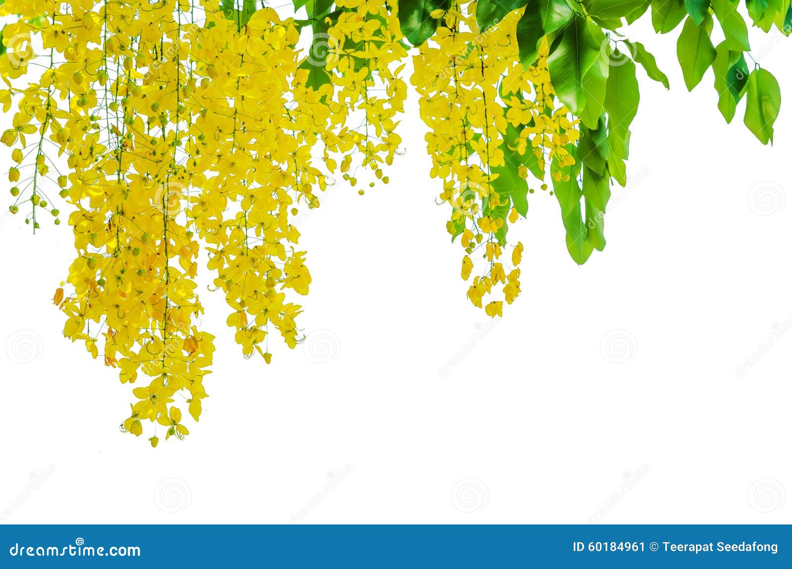 Amaltas Cassia fistula  UrbanMali