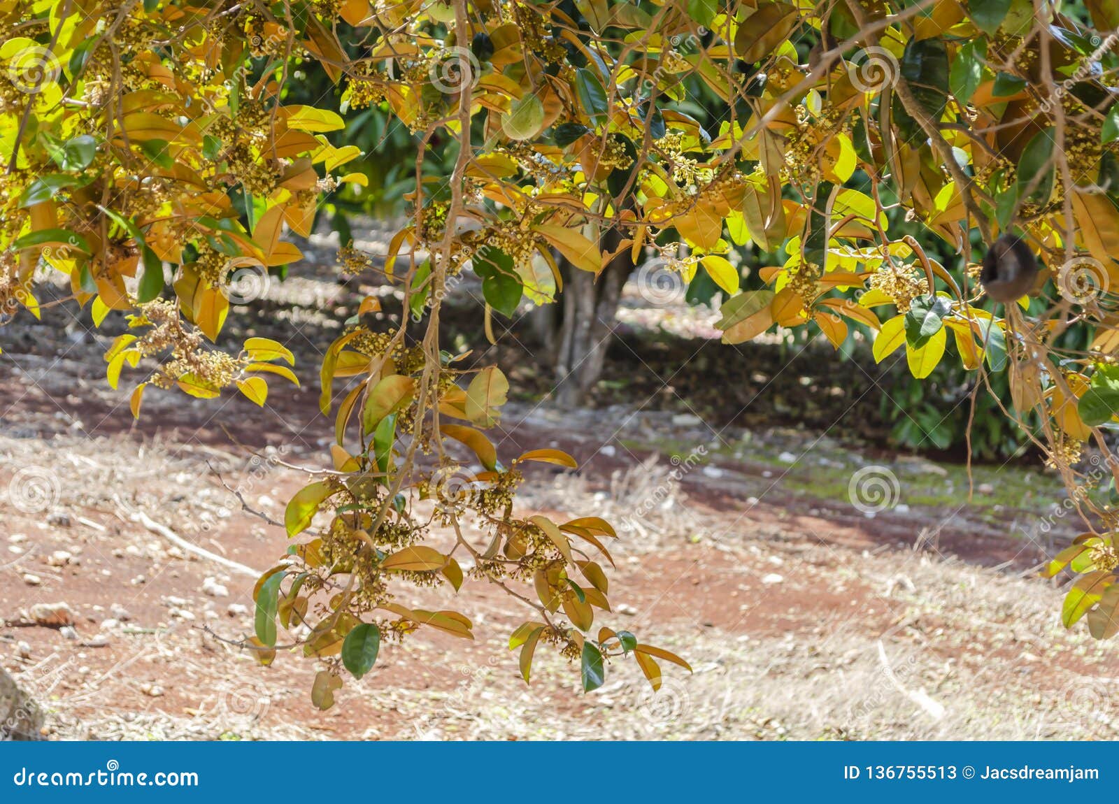 golden side of chrysophyllum cainito tree