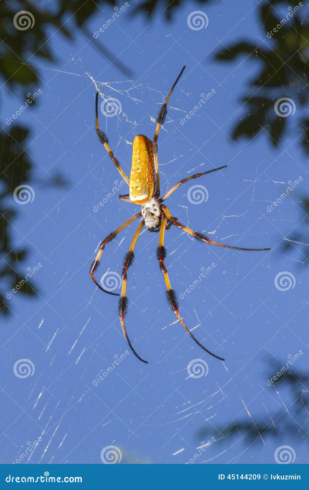 golden silk orb weaver, or banana spider (nephila clavipes) in the web