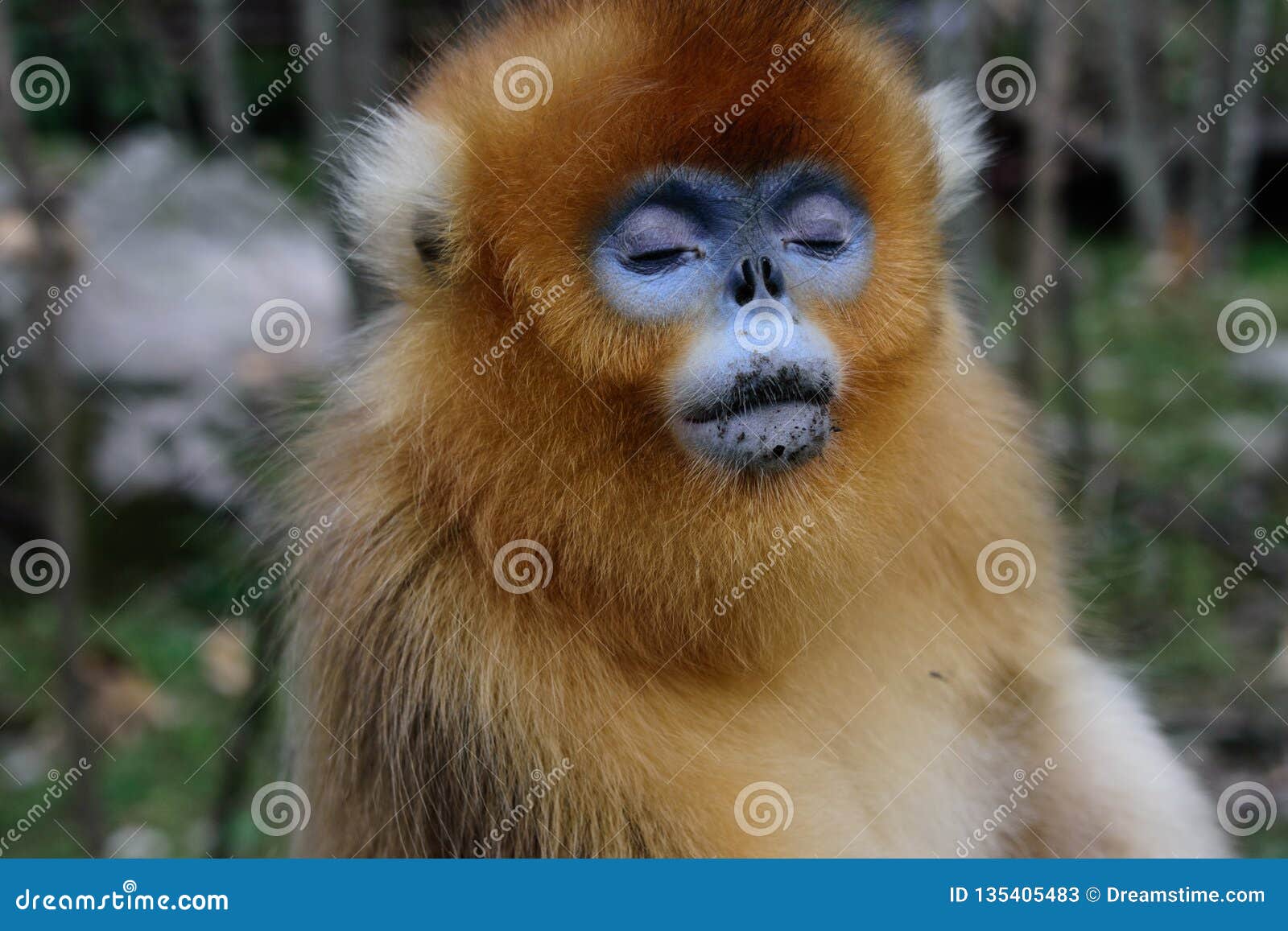a golden snub-nosed monkey with eyes closed