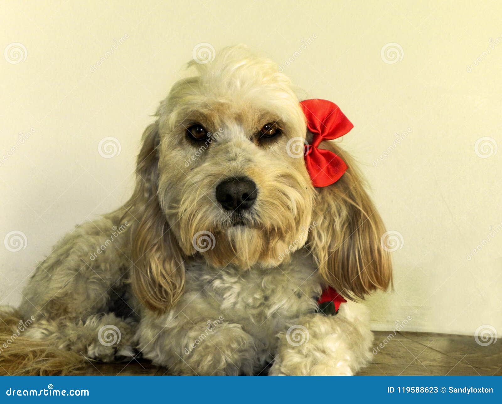 470 Cross Poodle Photos Free Royalty Free Stock Photos From Dreamstime