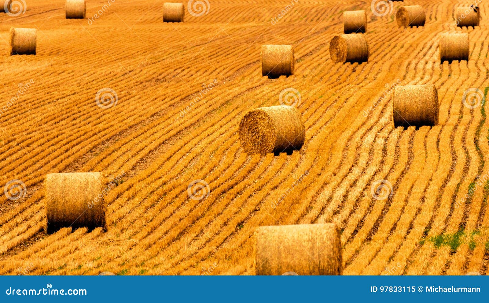 golden straw field with hay bales. harvest meadow in golden yellow colors.