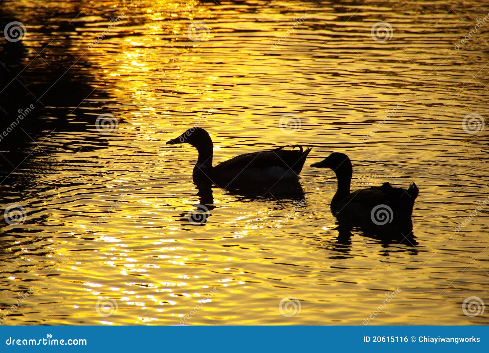Golden sun and ducks stock photo. Image of lake, reflection 20615116
