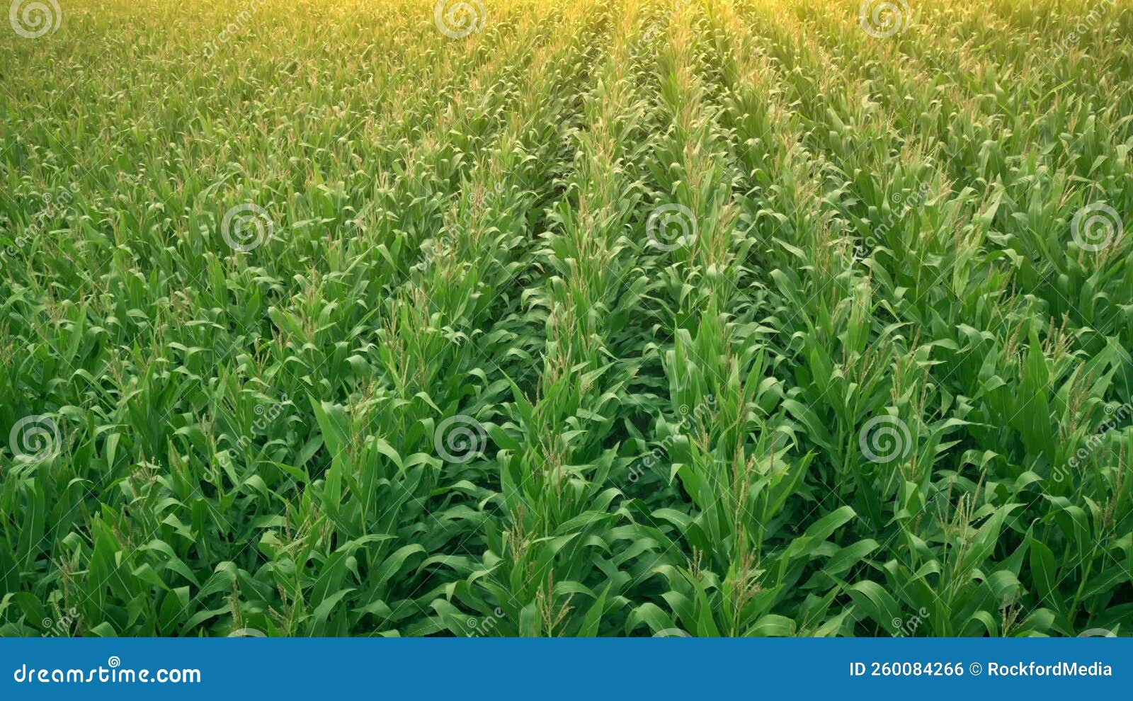 Golden Sun Glow on Field of Corn Stock Footage Video of corn, grows