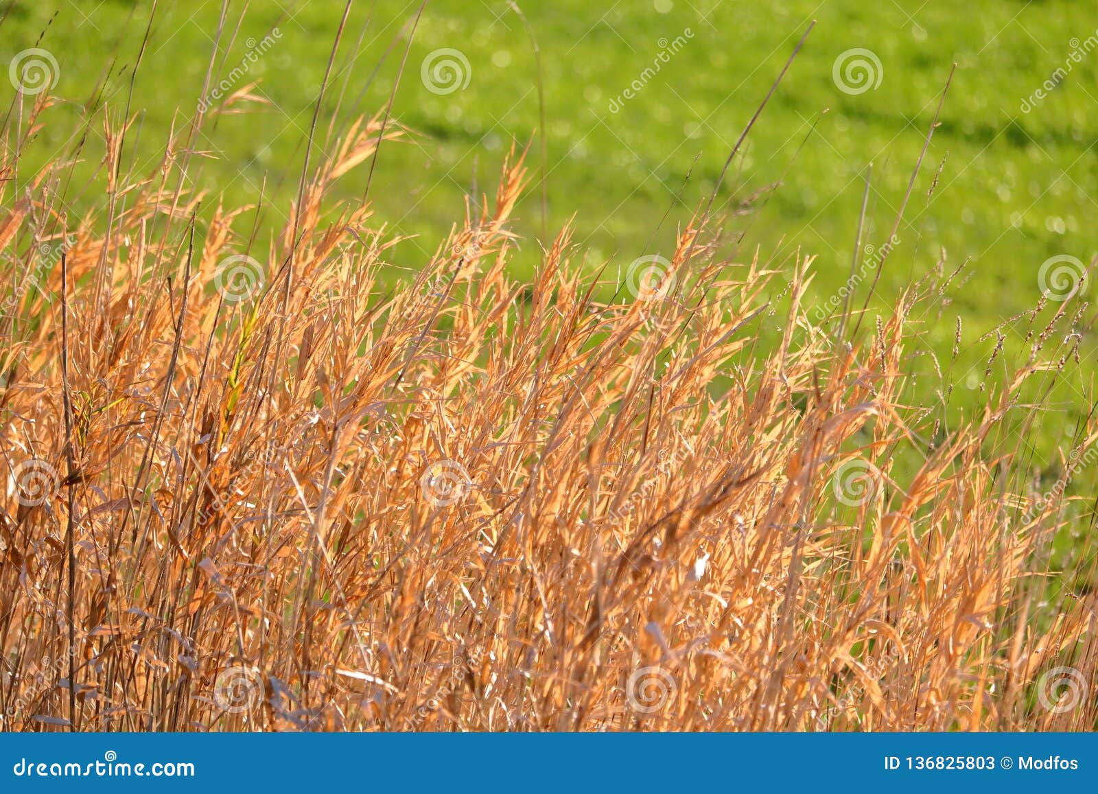 Golden, Sunlit Blades Of Dry Grass And Field Stock Image - Image of