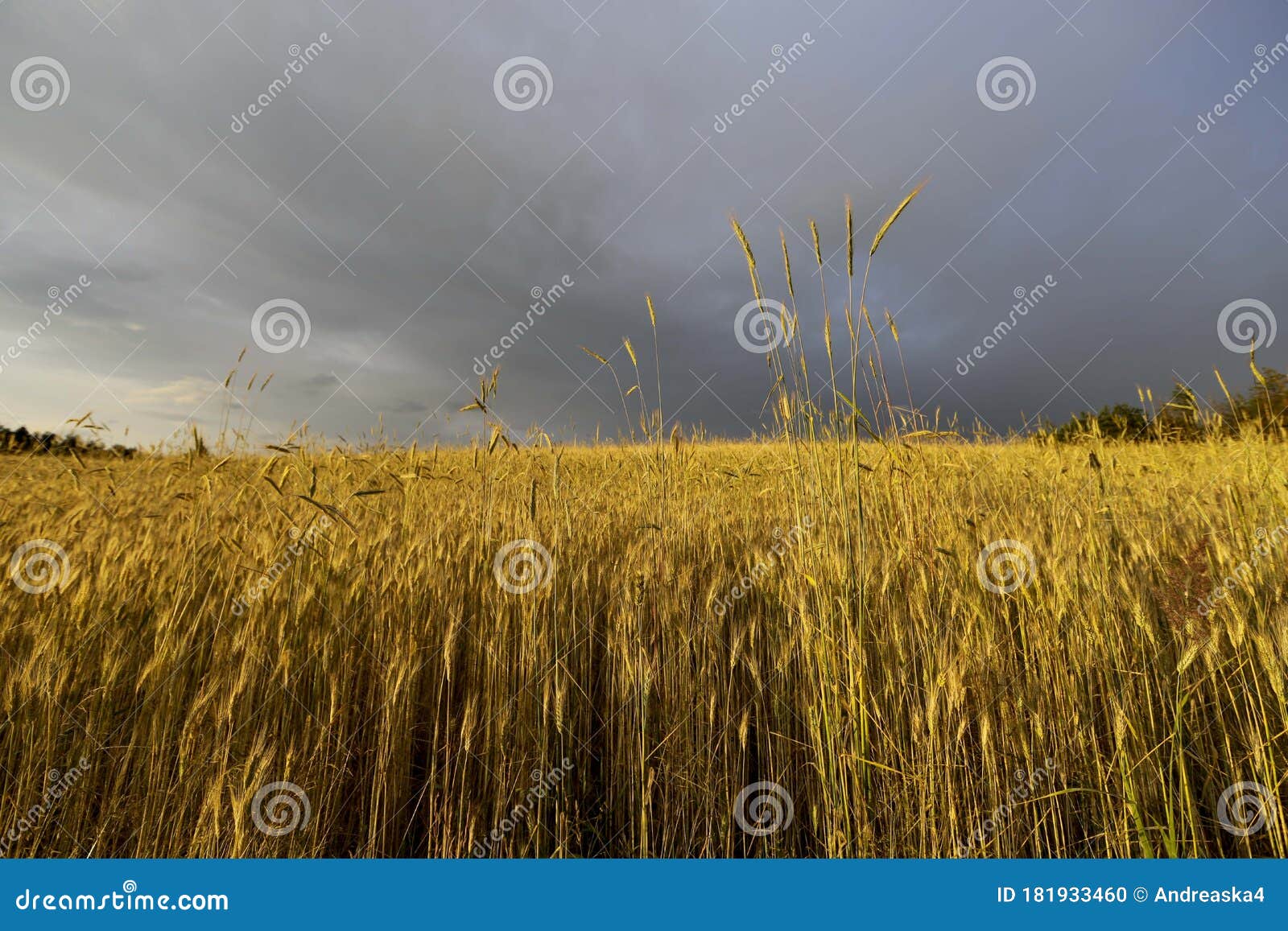 Golden Sunlit Field of Grain and Sky with Dark Rain Clouds. Stock Photo