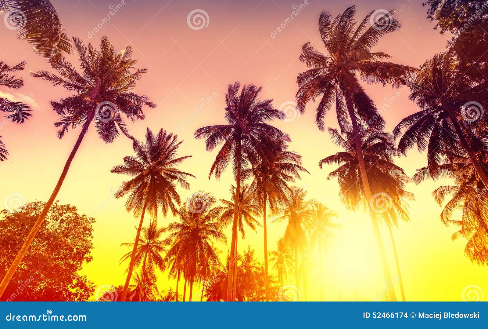 golden sunset, nature background with palms