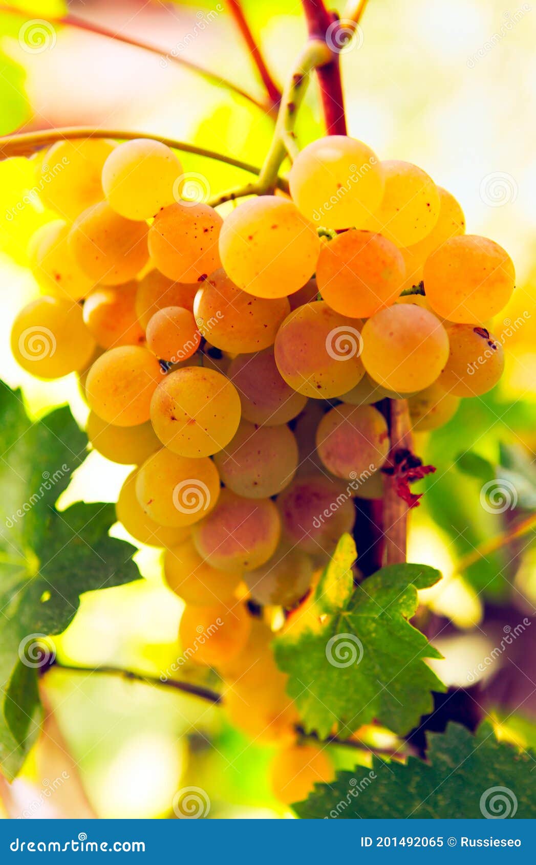 Golden sweet grape stock image. Image of edible, cultivated 201492065