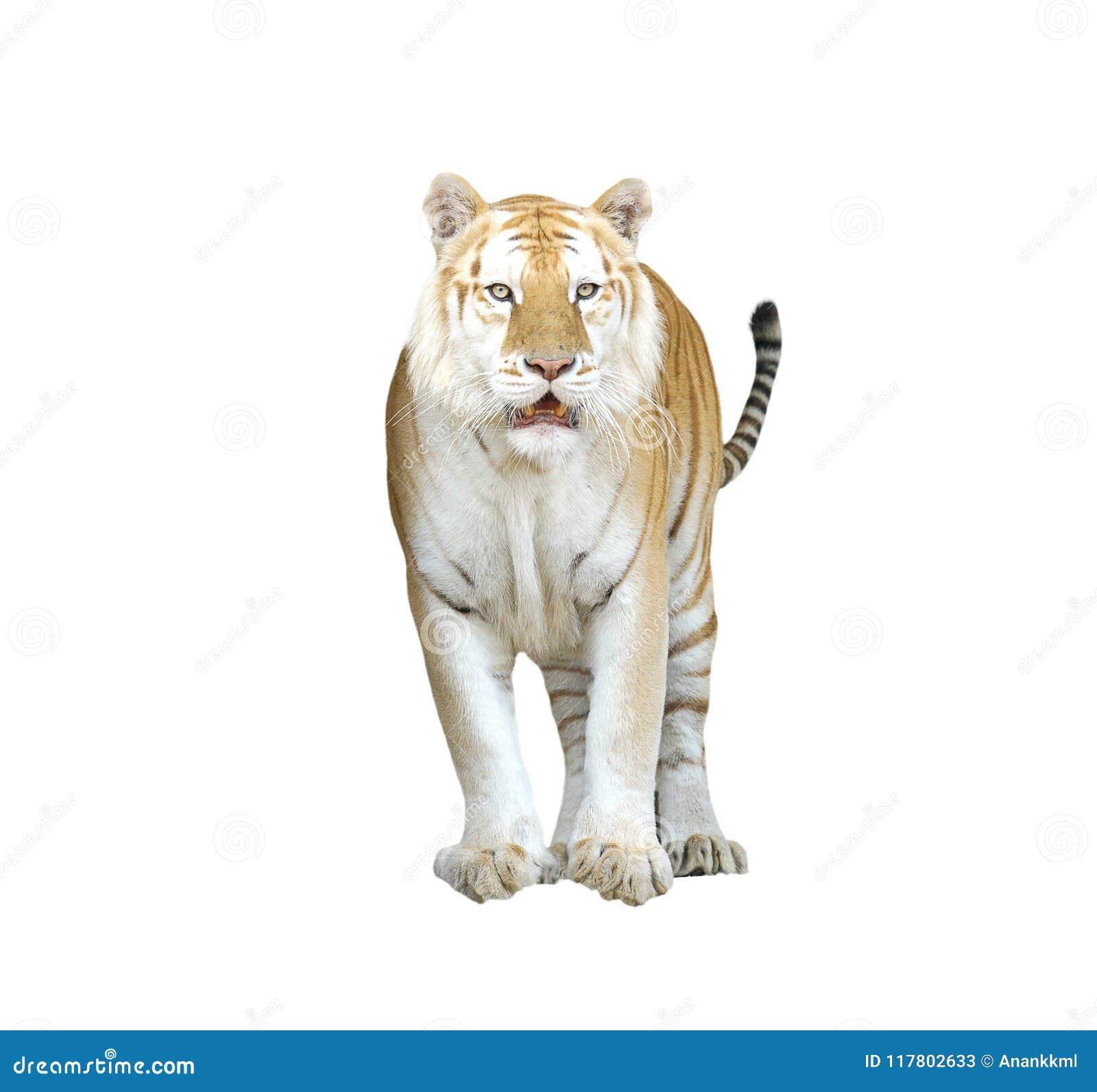 Golden Tabby Tiger or Strawberry Tiger Stock Image Image of