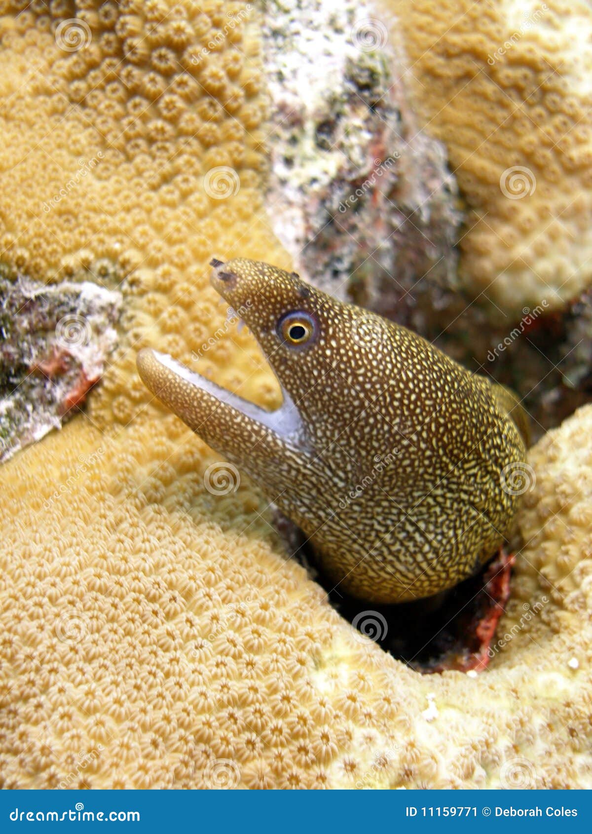 golden tail moray eel