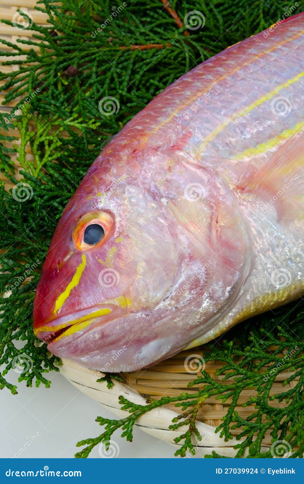 Golden threadfin bream stock photo. Image of meal, animal 27039924