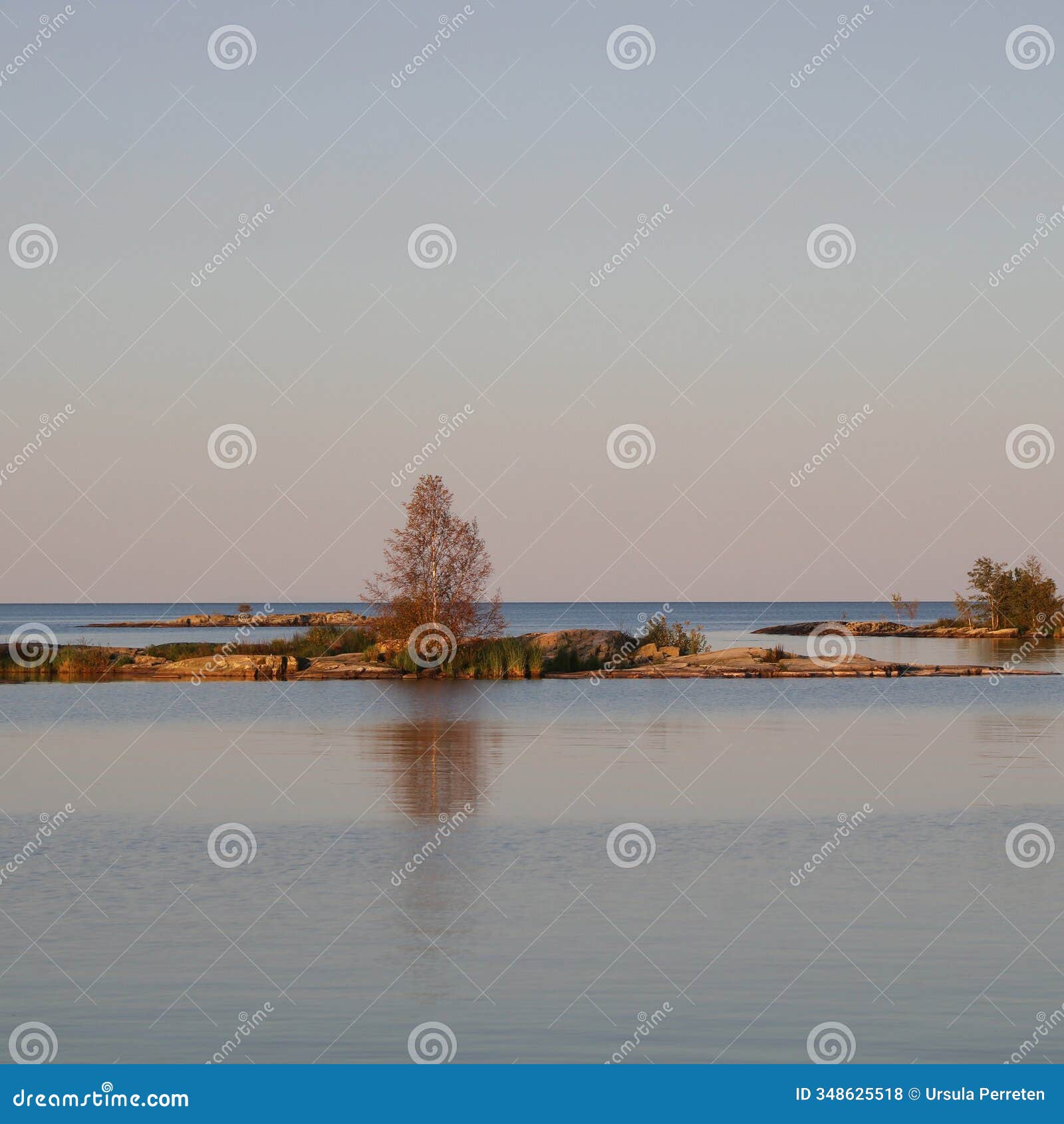 golden tree on a autumn evening, lake vanern