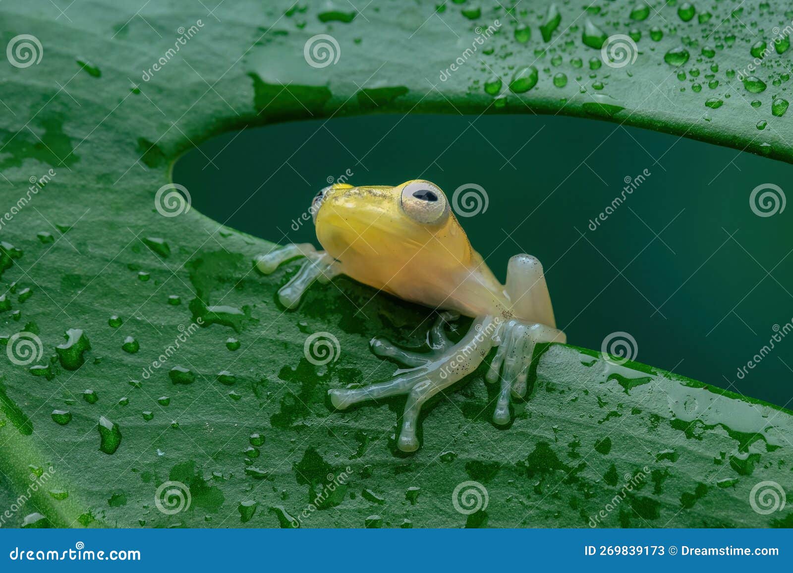 golden tree frog on the leaf