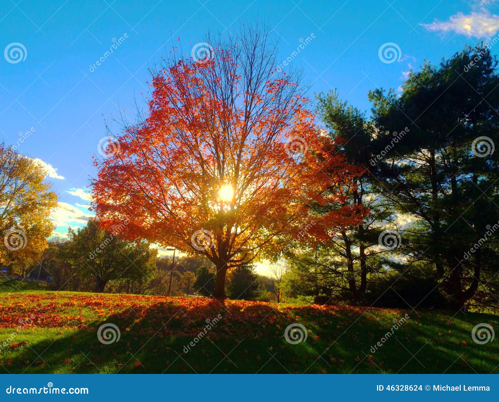 Golden tree stock photo. Image of iphonography, foliage 46328624