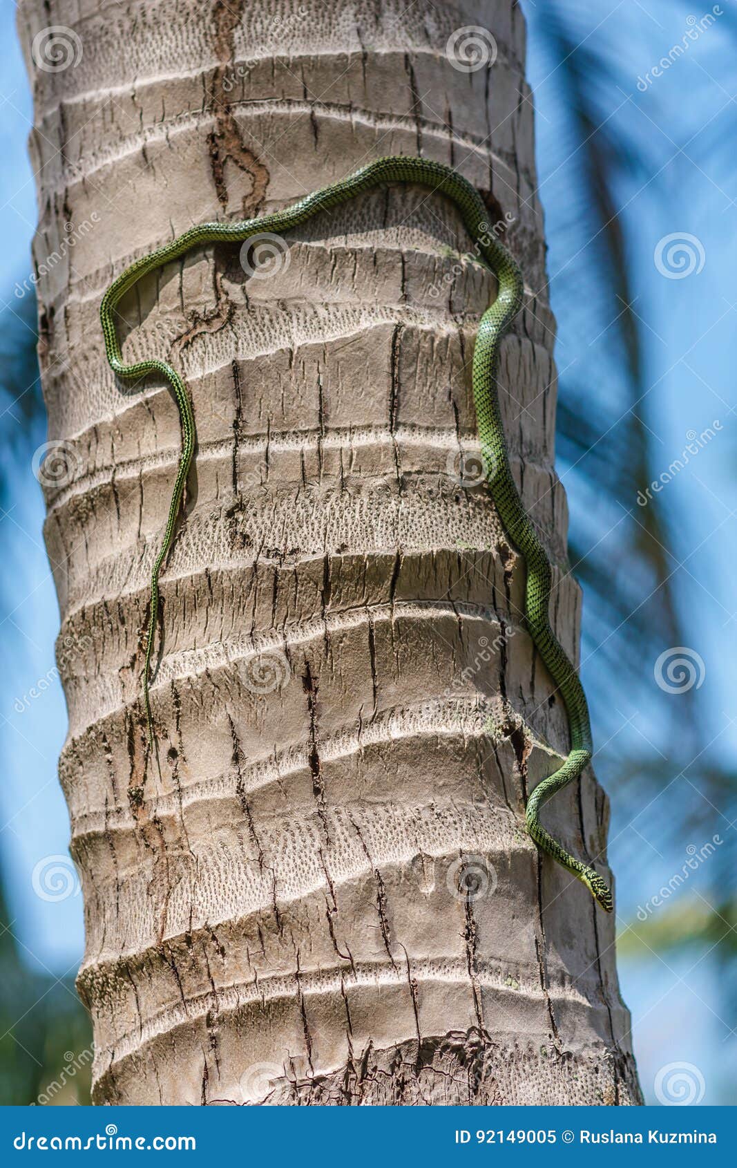 golden tree snake or chrysopelea ornata climbing on coconut tree trunk, close up of pit viper