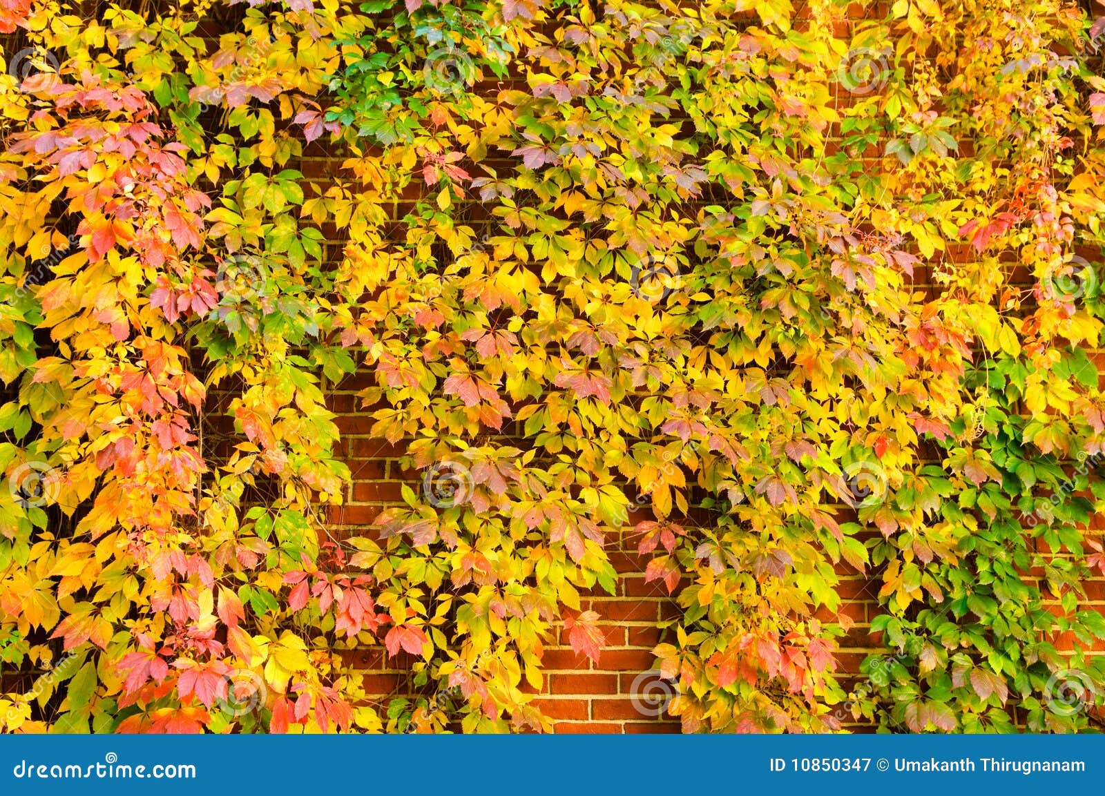Golden Vine stock image. Image of wall, autumn, background 10850347